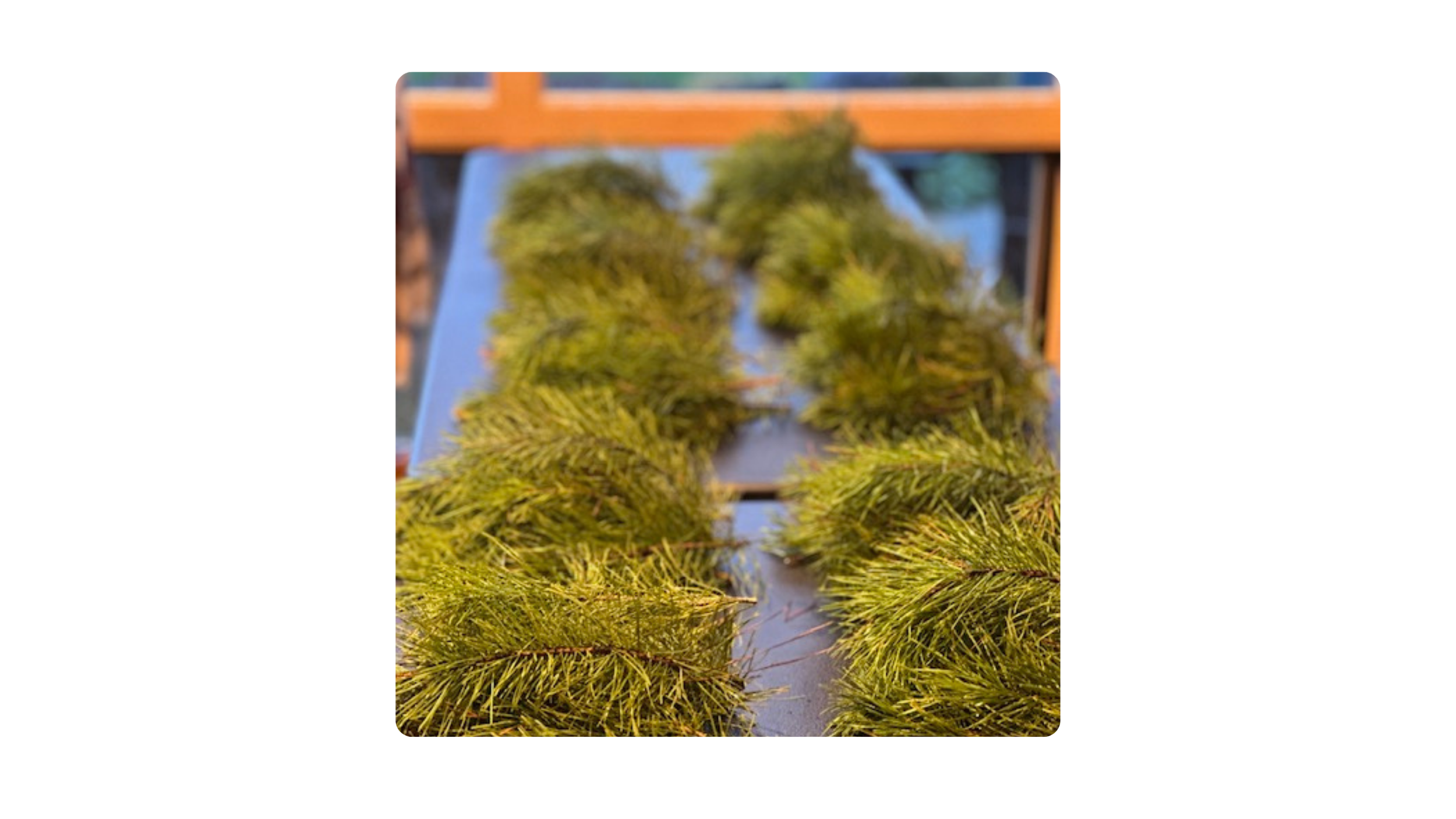 Julie Polaroid Imaging - 2024-05-21T202737.933.png