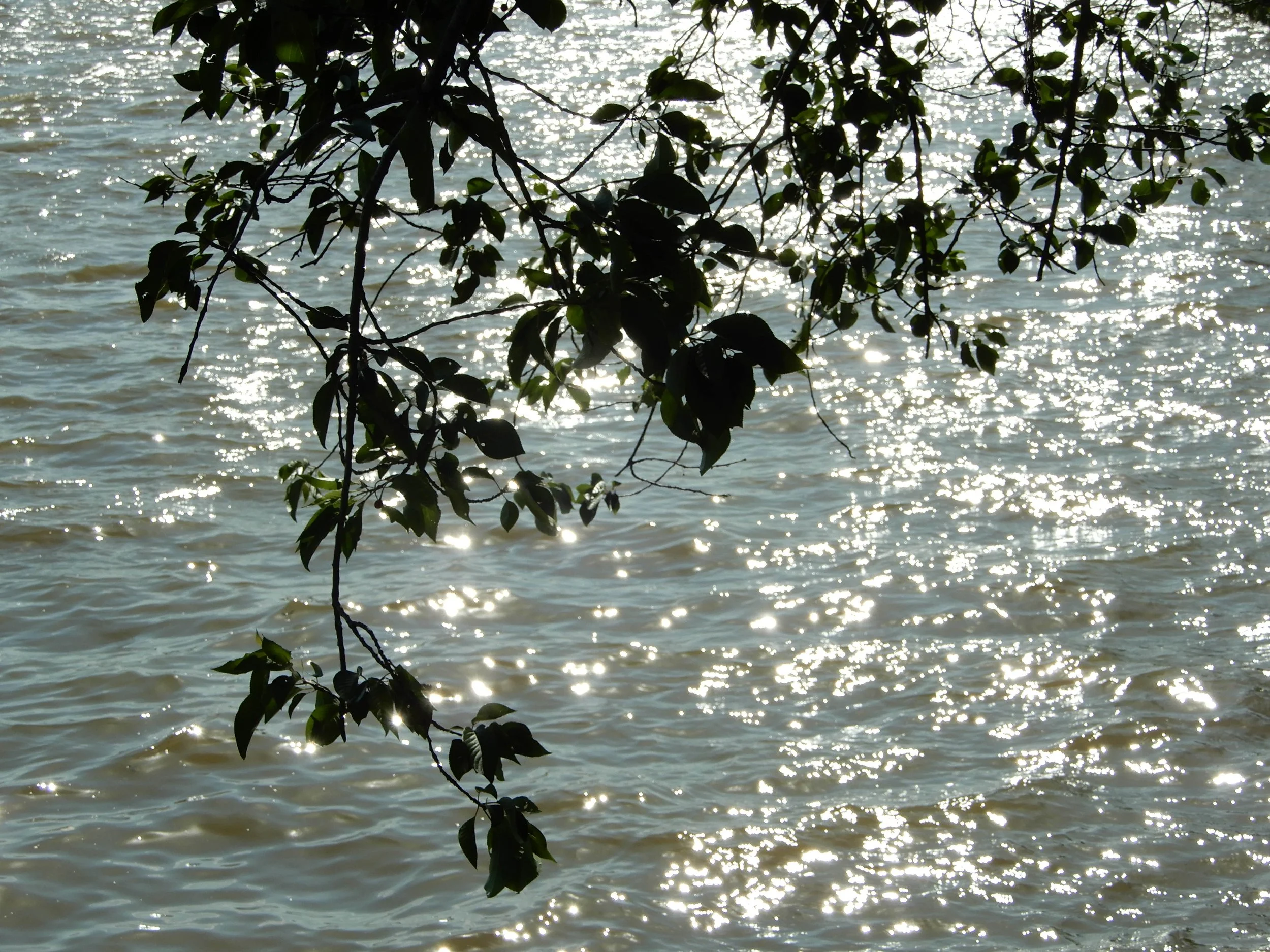 DSCN2646.jpg