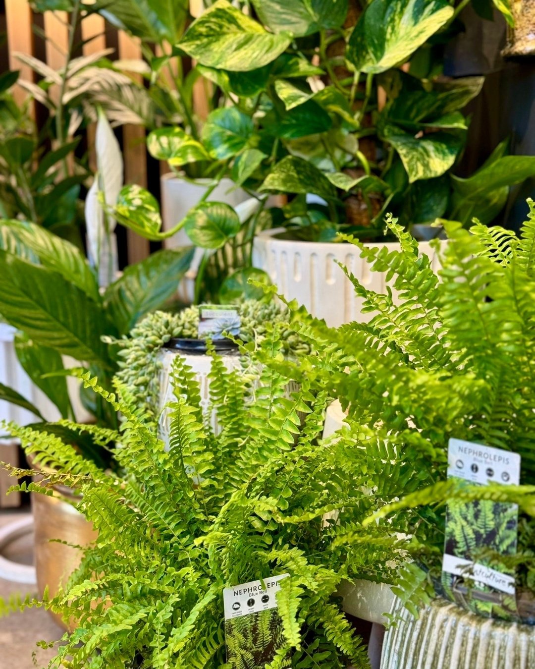 Fresh DROP is in!!🪴

These staple plants are for any plant owner!

Drop into the Herdsman store or call us on 9387 3414 and one of our awesome florists will assist you!💫

.
.
#PerthHomeDecor #FloristPerth #WAFloralDesign #PerthInteriors #BloomInPer