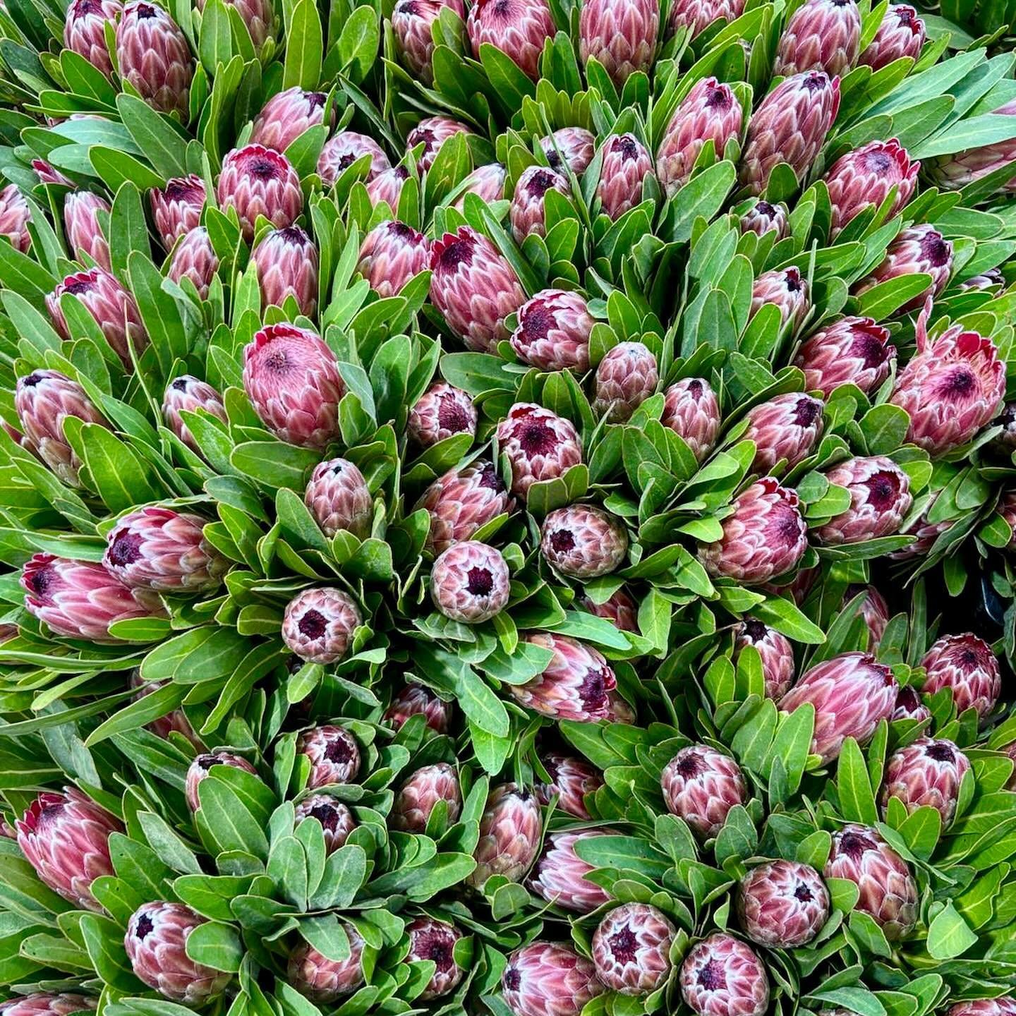 NEW Arrivals - The gorgeous pink ice protea!🌸

We know they&rsquo;re your absolute favourite and guess what! we have heaps of them in-store now.😍

Head down to the Herdie🌿 We are open today until 8pm and all weekend long.

.
.
.
#blooms #celebrate