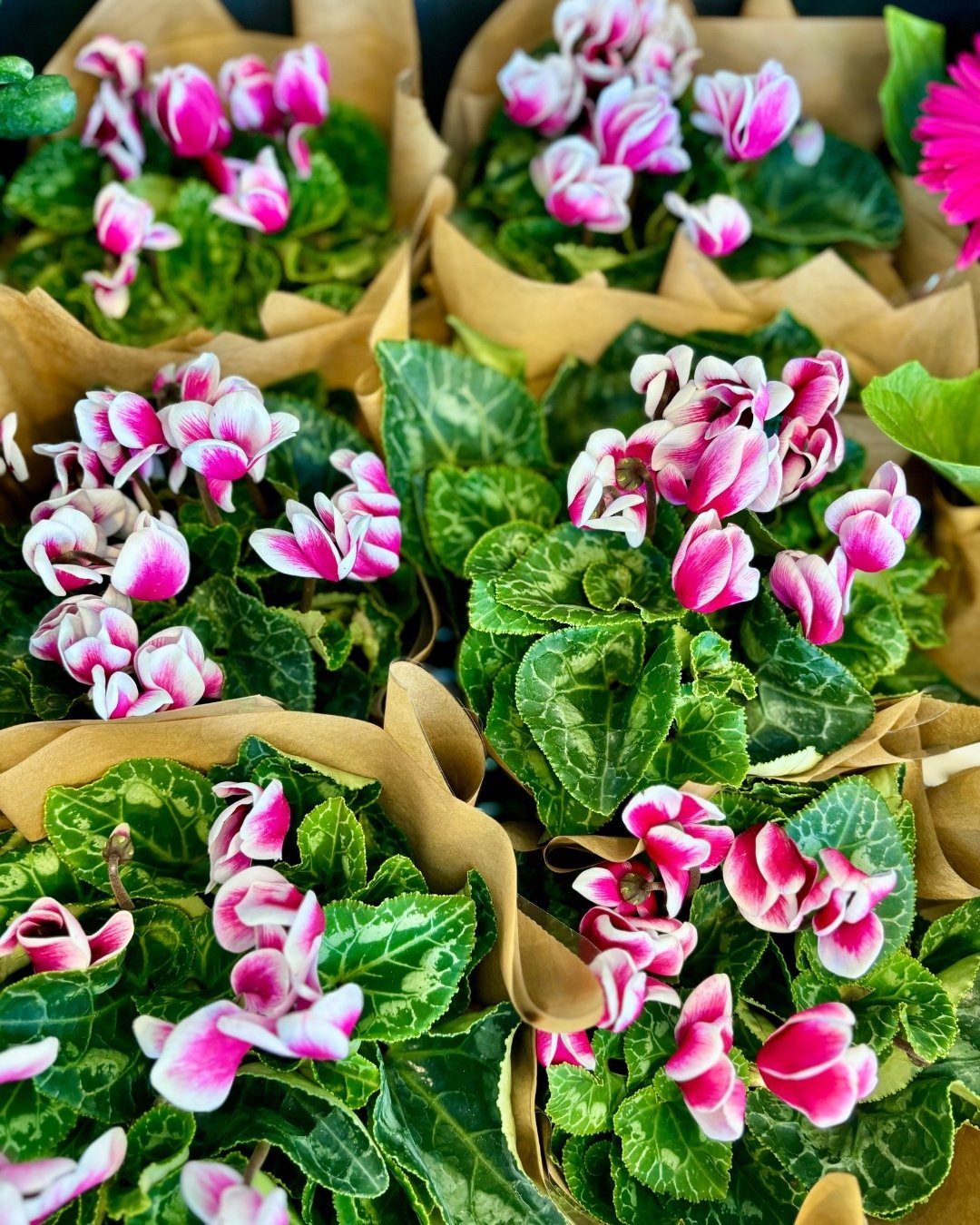 The most beautiful gifts don't exi...

😍 OH Yes they do...

@theflowermarketperth

Drop into the Herdsman store or call us on 9387 3414 and one of our awesome florists will assist you!💫

.
.
.
#Perth #Perthflorist #localflowers #PerthHomeDecor #Bea