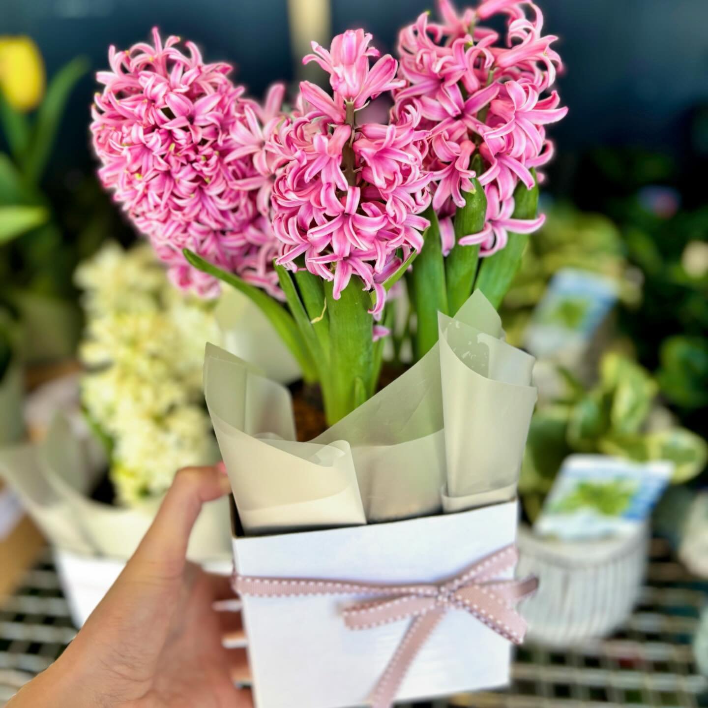 Hyacinth 💗 in-store @theflowermarketperth 

Delicate, romantic with notes of jasmine and rose.

These beauties come in pink &amp; white and are not to be missed🕊️

.
.
#hyacinth #delicate #romanticscents #jasmine #rose #flowershop #herdsman #floris