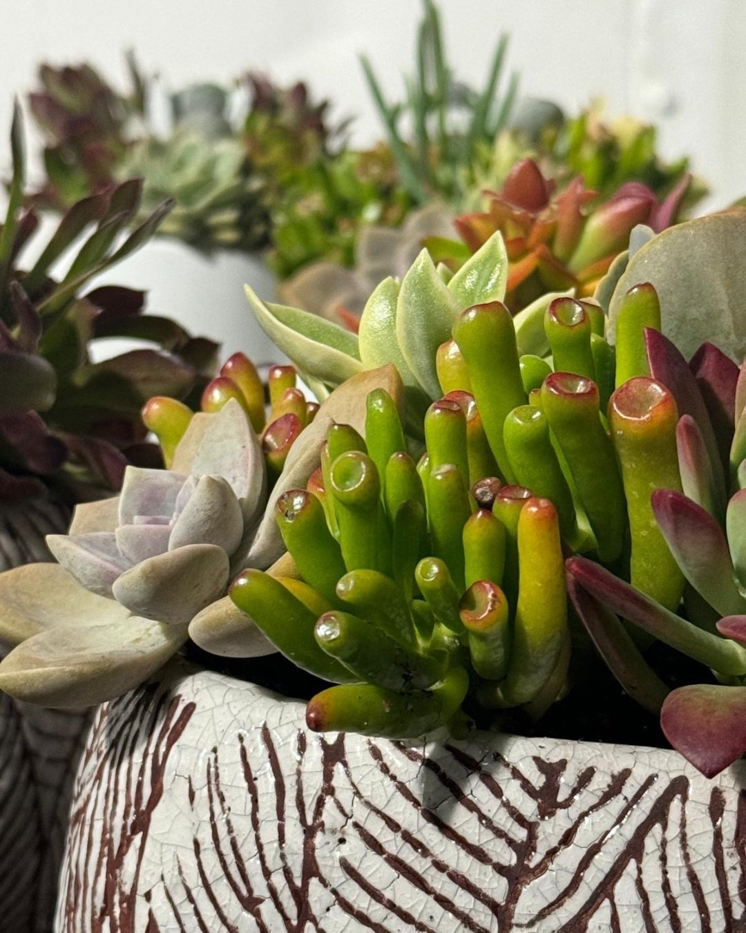 Succulents are an all-time favourite🪴

Hint..hint.. These beauties make the perfect gift idea for mum🫶

Drop into the Herdsman store or call us on 9387 3414 and one of our  florists will assist you!💫

.
.
#succulents #succulentlove #succulentlover