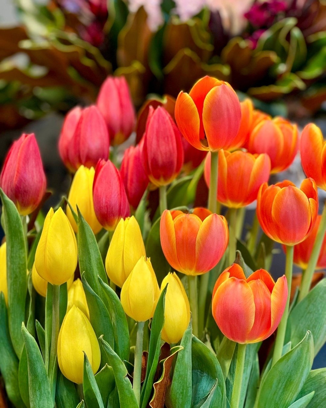 A RAINBOW of blooms! 🌷🌈

Pick your perfect tulips with a wide range of colours in-store 💛🧡

Drop into the Herdsman store or call us on 9387 3414 and one of our lovely florists will assist you! 

#farmersmarket #giftshopping #tulips #perthflorists