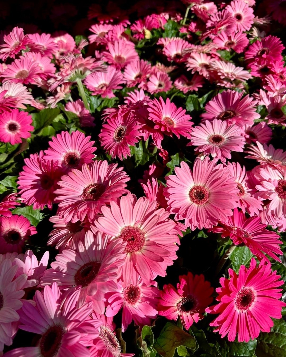 Vibrant pink blooms to brighten up her day! 💐

We are stocked up in-store to create a special bunch for a very special mum! 💗

Drop into the Herdsman store or call us on 9387 3414 and one of our amazing florists will assist you! 

#Churchlands #per