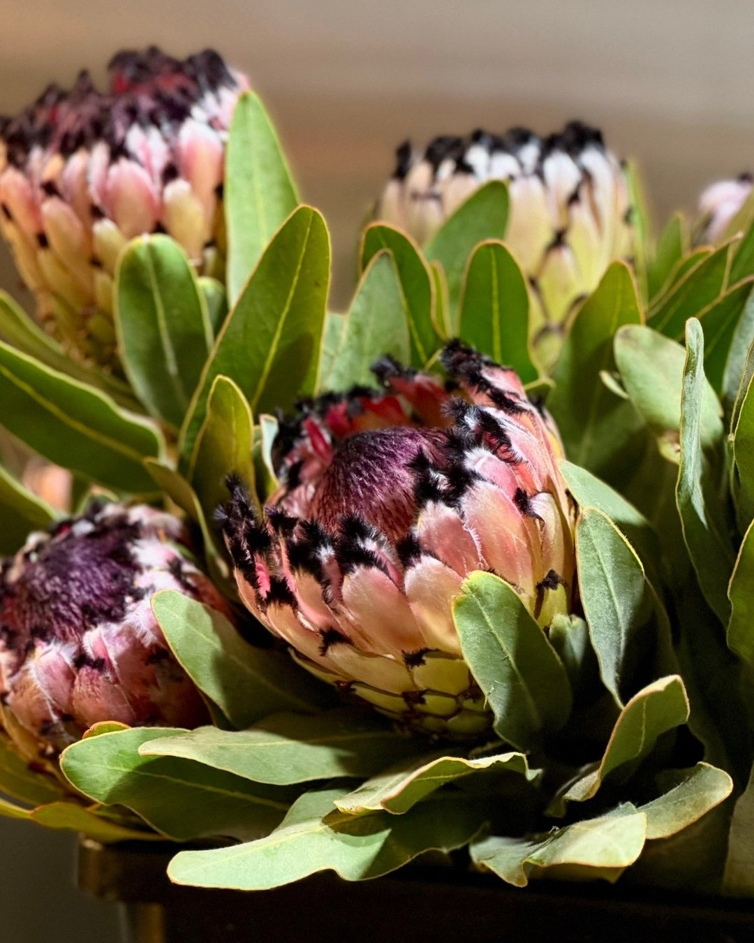 THE QUEEN IS HERE 💐

These gorgeous natives are in season and we have plenty to go around!

Head down to Herdie and pick up a bunch this Mother's Day.

.
.
#Churchlands #Mothersday #perthfloristshop #perthflorists
#farmersmarket #giftshopping #fresh