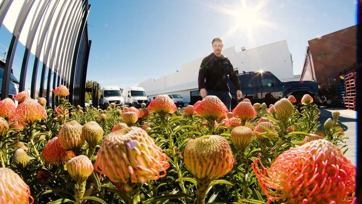 Another successful season of our &ldquo;So Successful&rdquo; Succession Plants. 
This is the last week we&rsquo;ll have them in store.