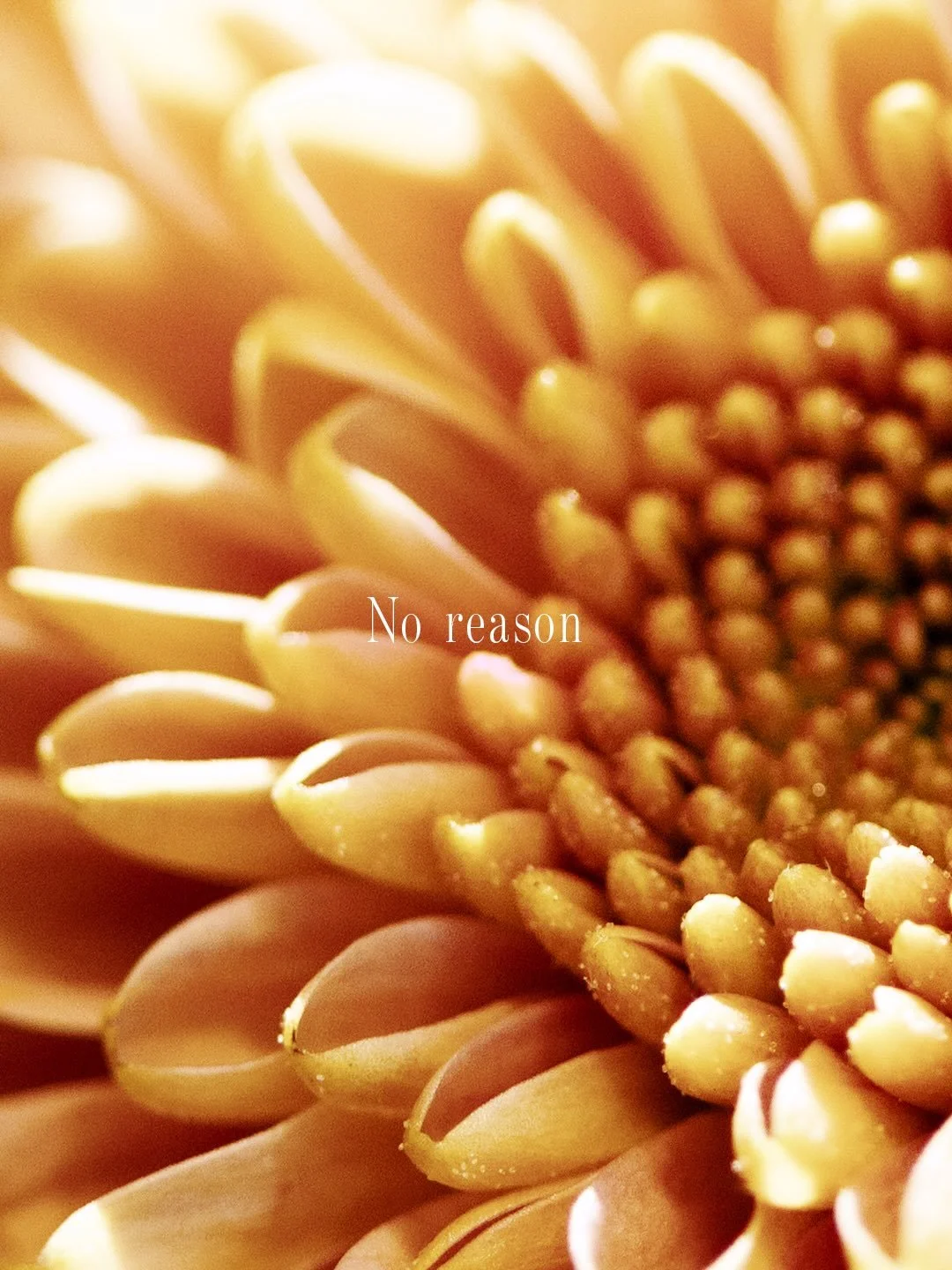 Let her know how much she means to you.. 
.
Happy National Girlfriend Day! 
.
#perth #perthflorist #nationalgirlfriendday #flowers