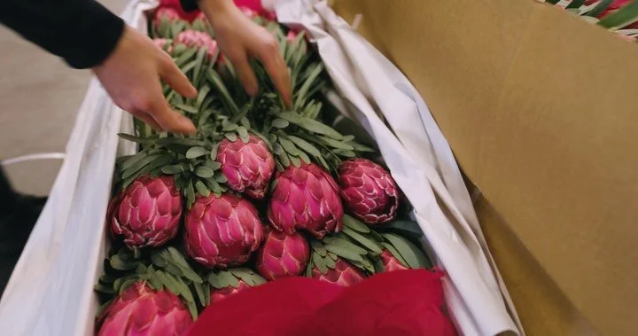 As you can see, we love Proteas and we&rsquo;ve just received WA&rsquo;s finest.