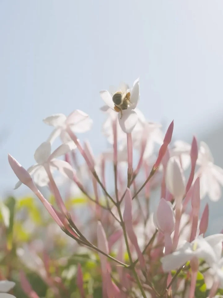 Local Jasmine - in bloom and in store. 
.
#perth #perthflorist #inbloom #flowers #jasmine