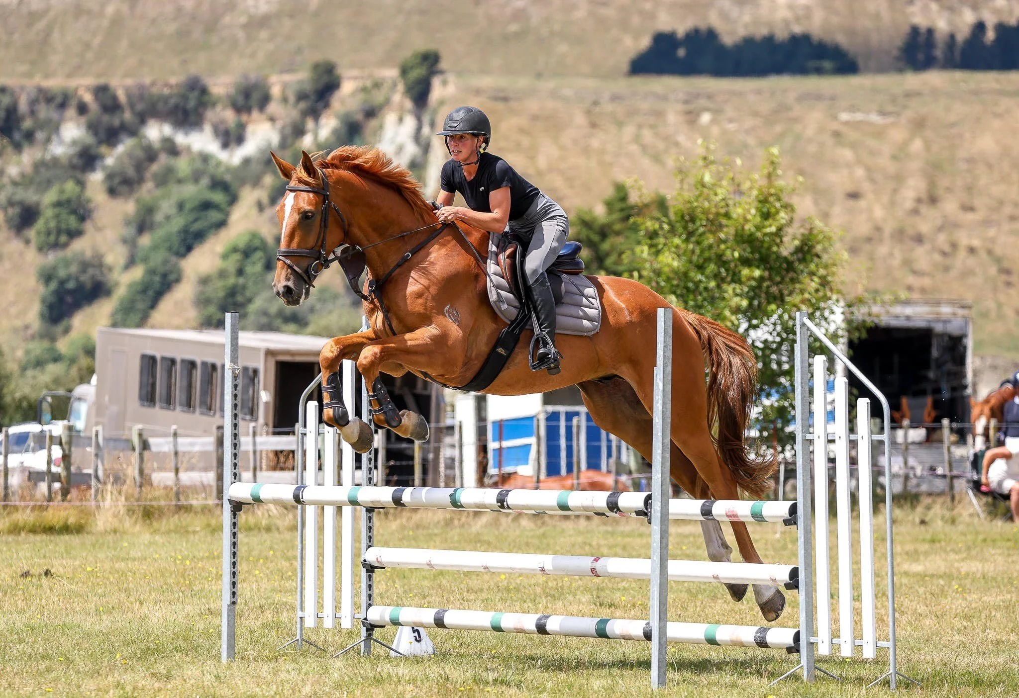 Competition Horses — Webb Show Jumping