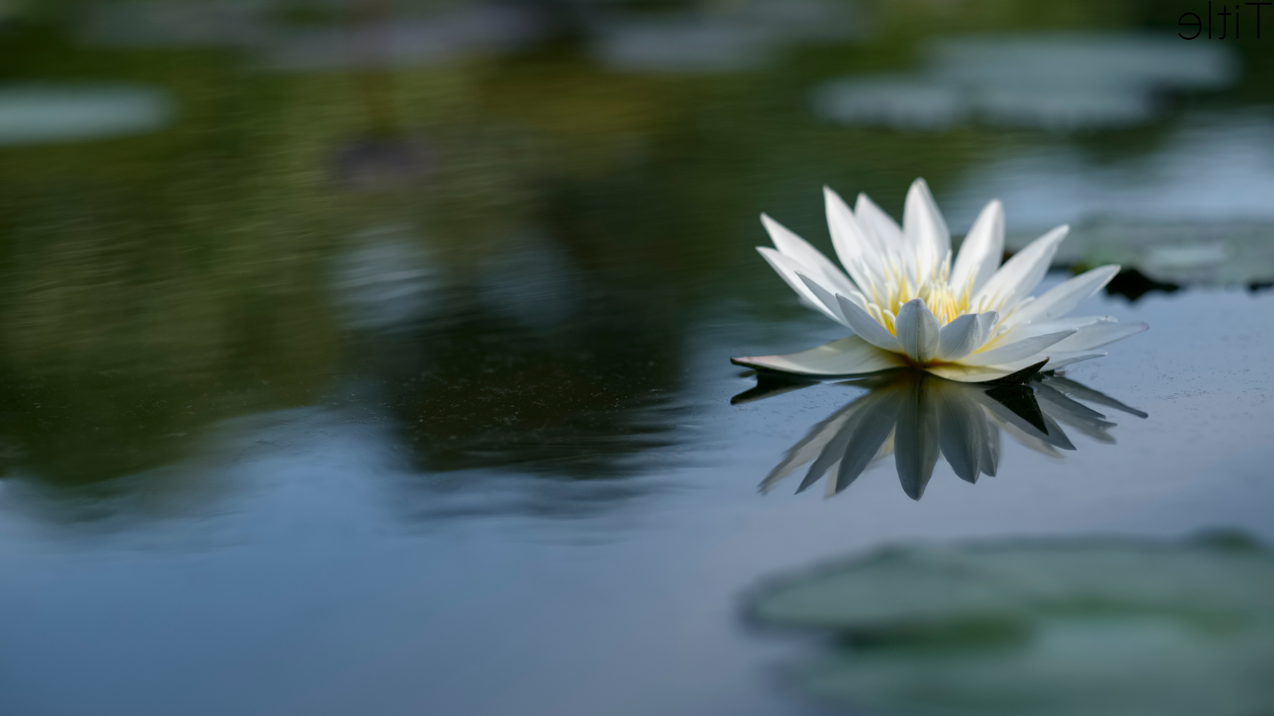 White water lily floating on a pond with its reflection in the water. Reflection time, growth, and elemental balance can be part of your healing and wellness practices! Reach out to uliyan.com