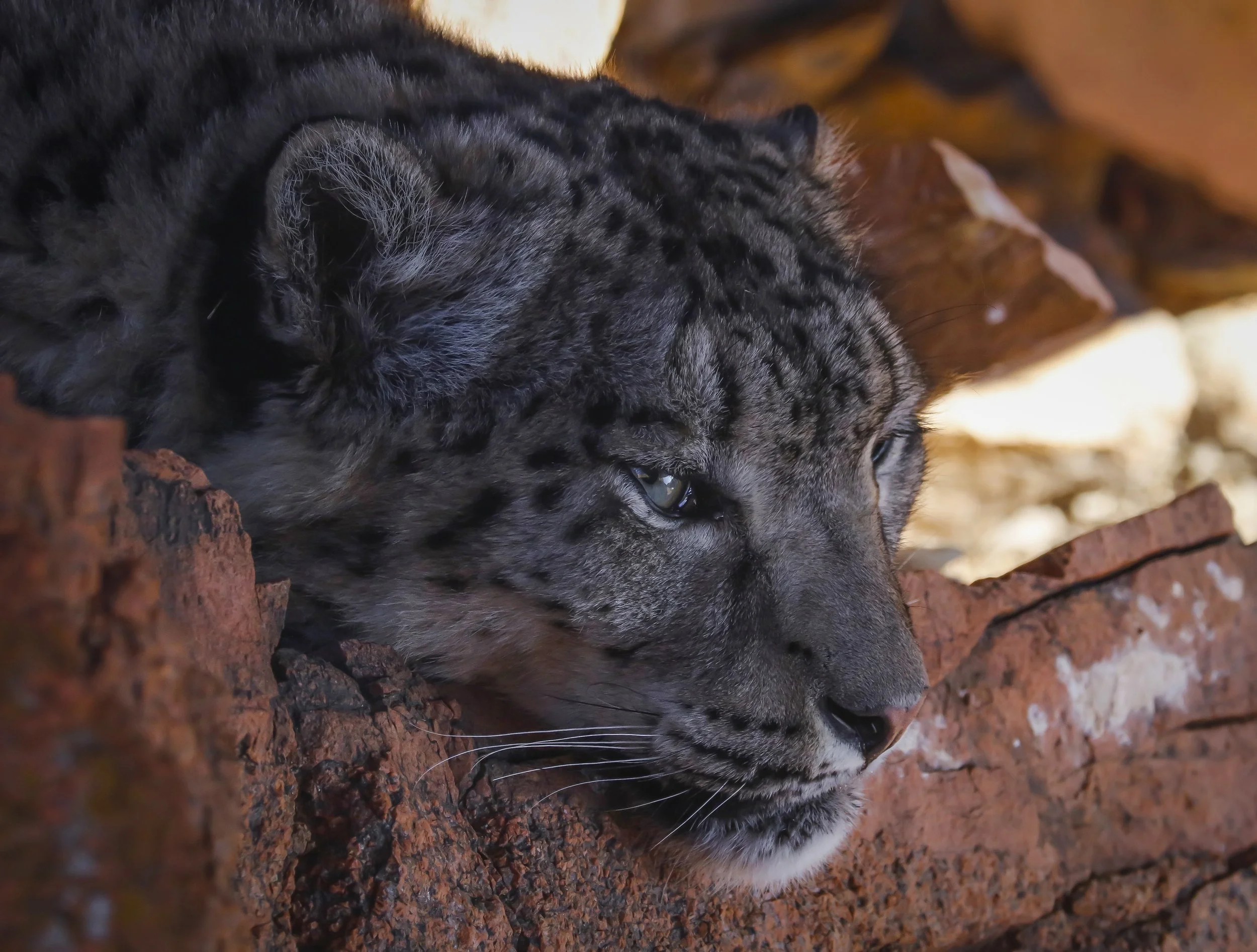 Цоохор ирвэсийн харц - Б.Баатарсүрэн.jpg