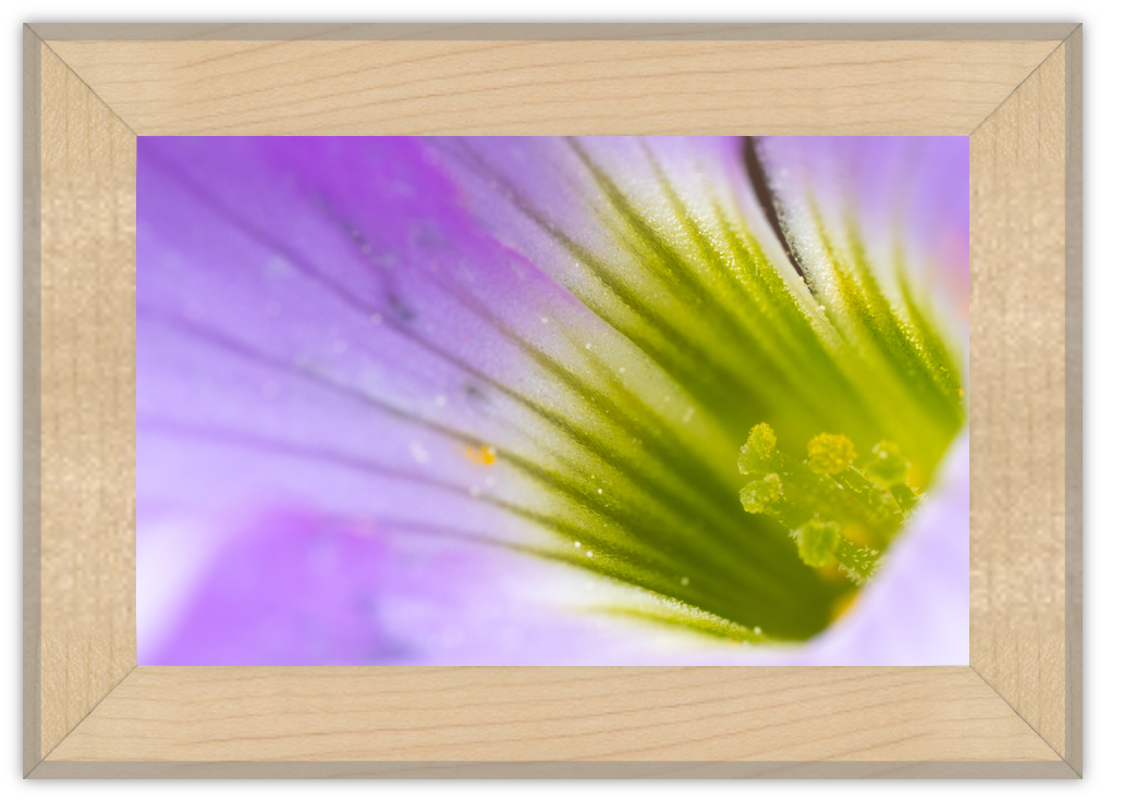 light 4x6.png