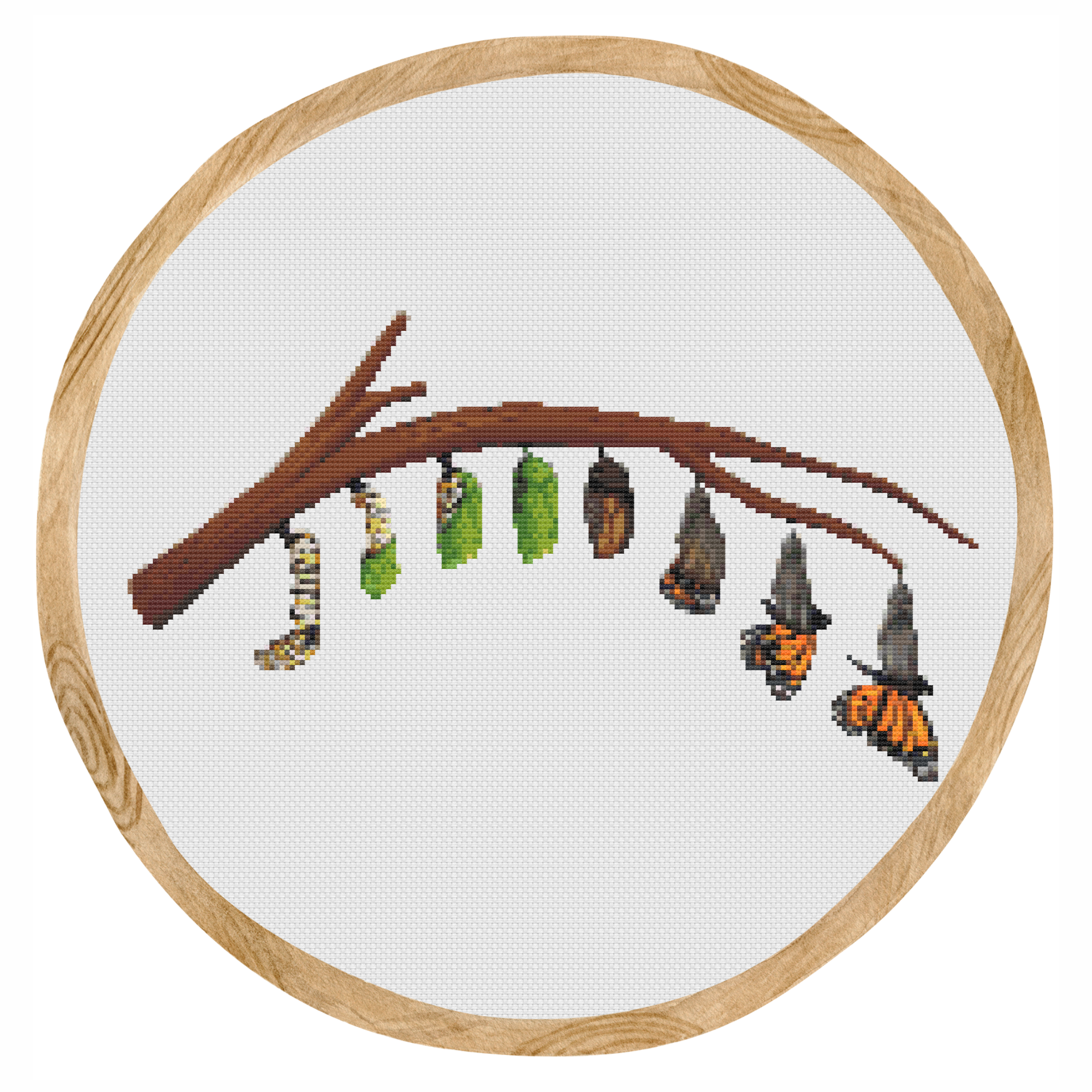 Butterfly Metamorphosis in Hoop.png