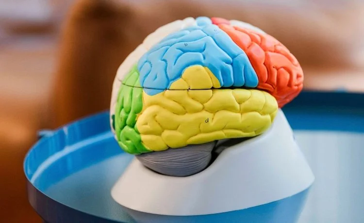 A model of the human brain showing different regions, including those pertaining to psychiatric therapies for PTSD near Twin Lakes, Las Vegas, NV.