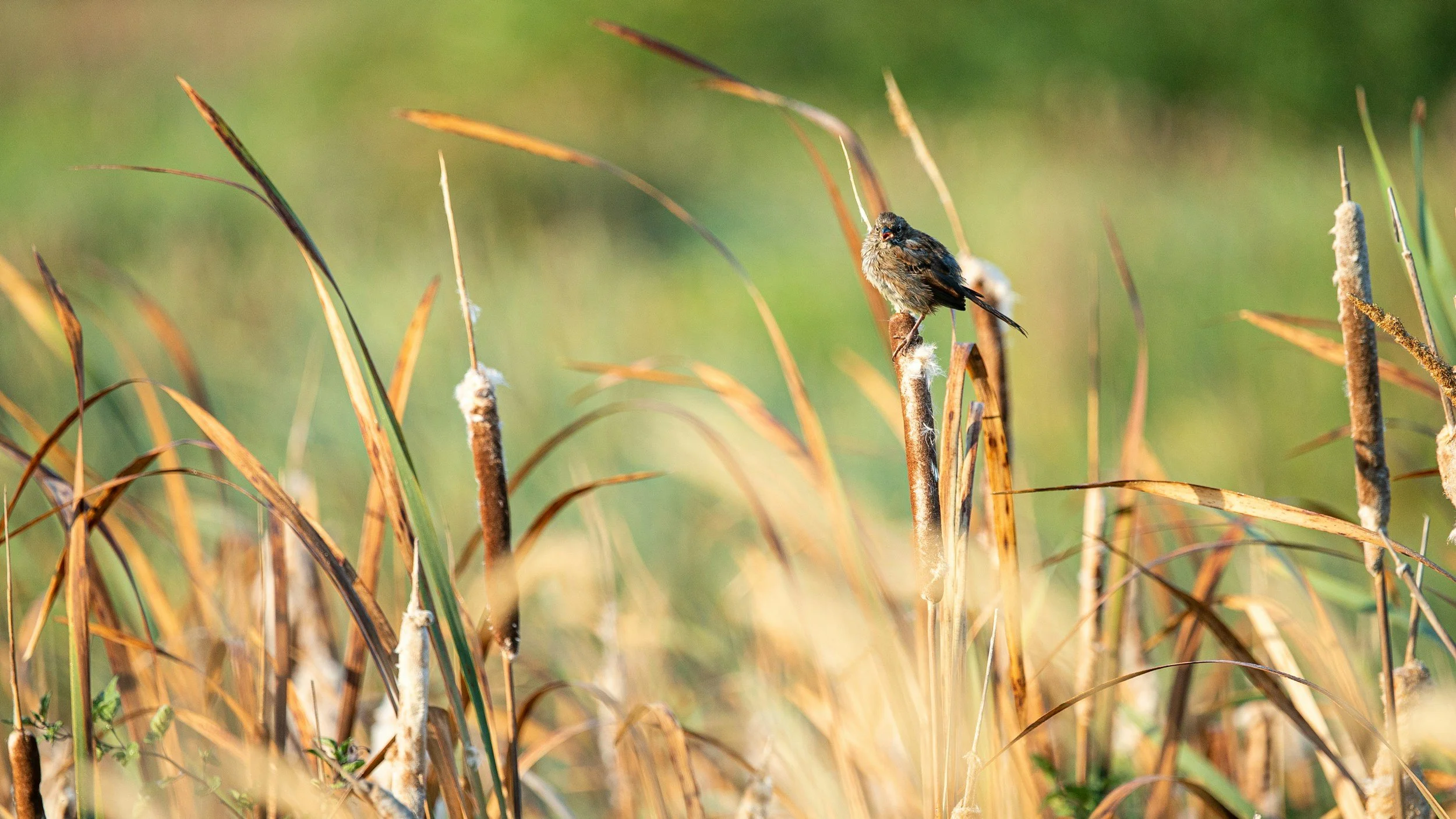 Monthly Oaks Bottom Walk: Spring Equinox