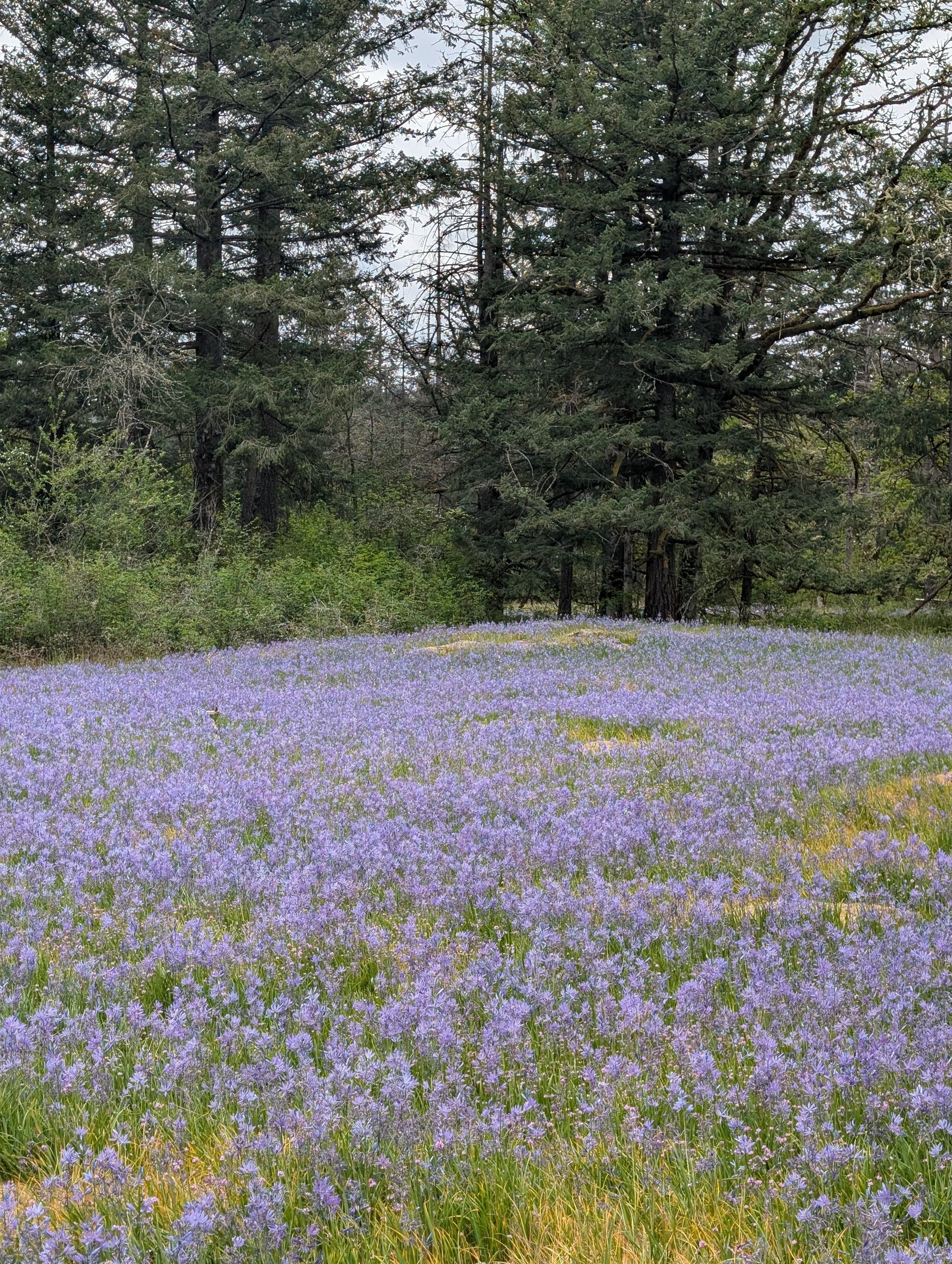Flower Hike: Lacamas Lake to Woodburn Falls
