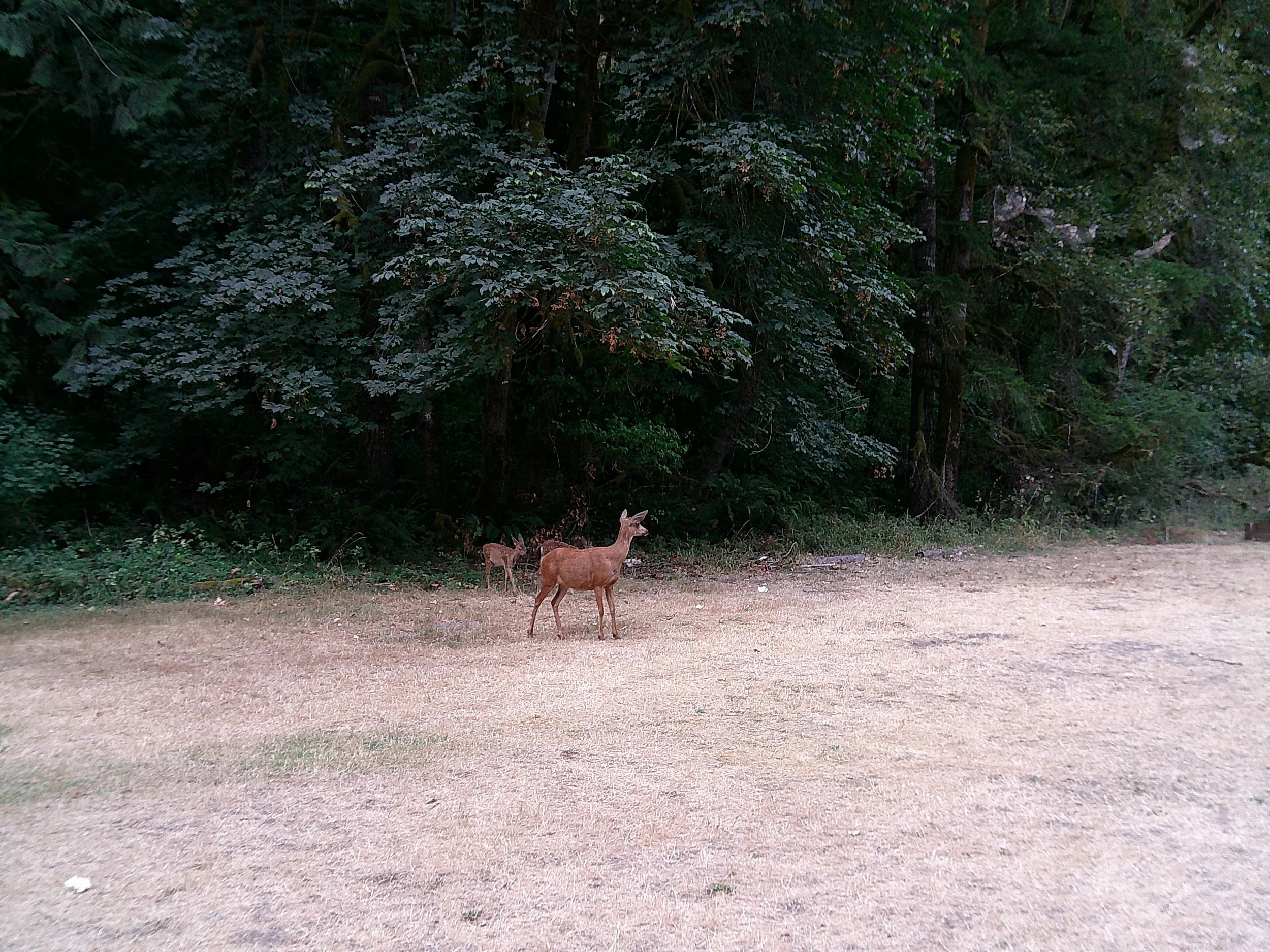 a doe, a deer