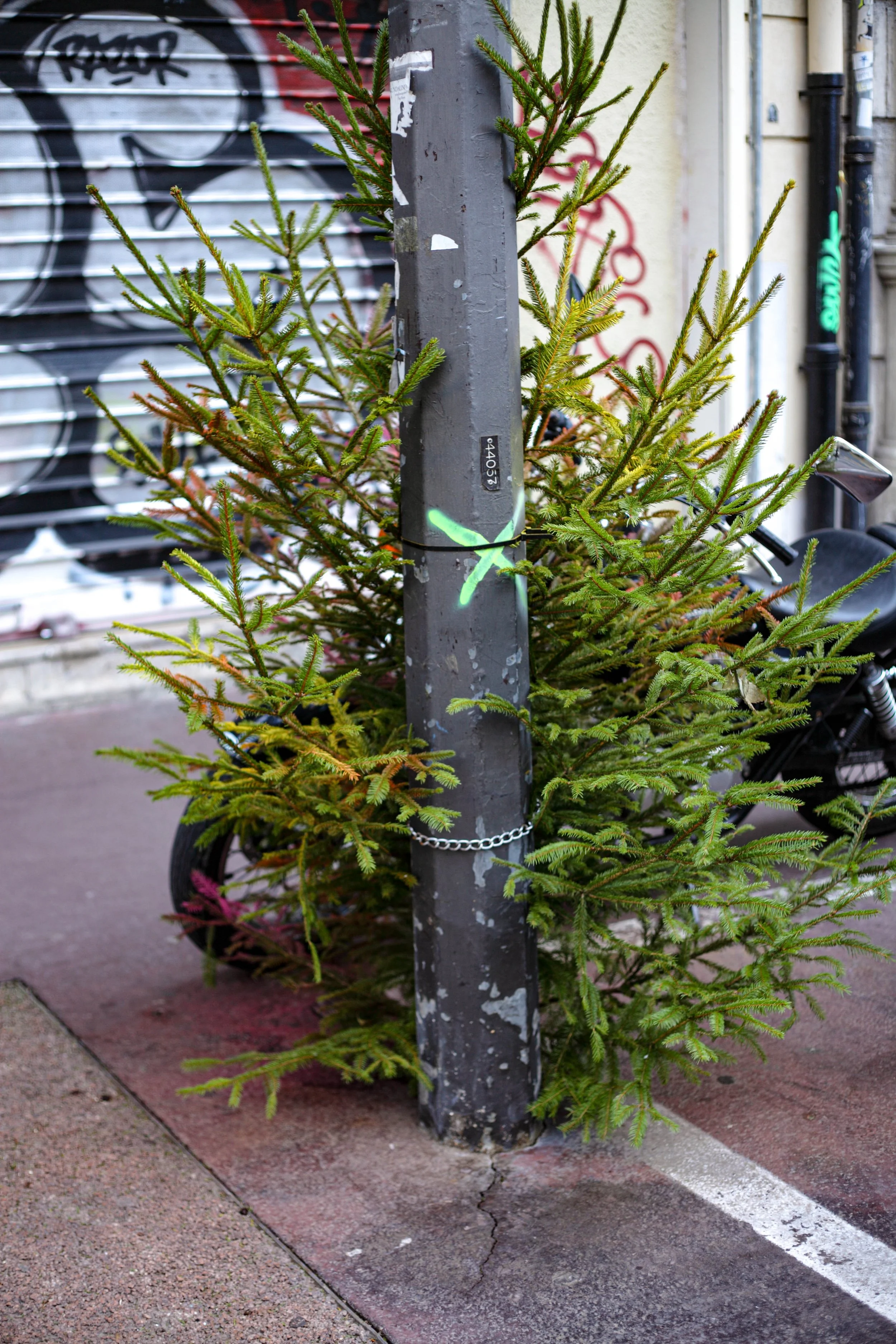 Sad Trees, Photography series
