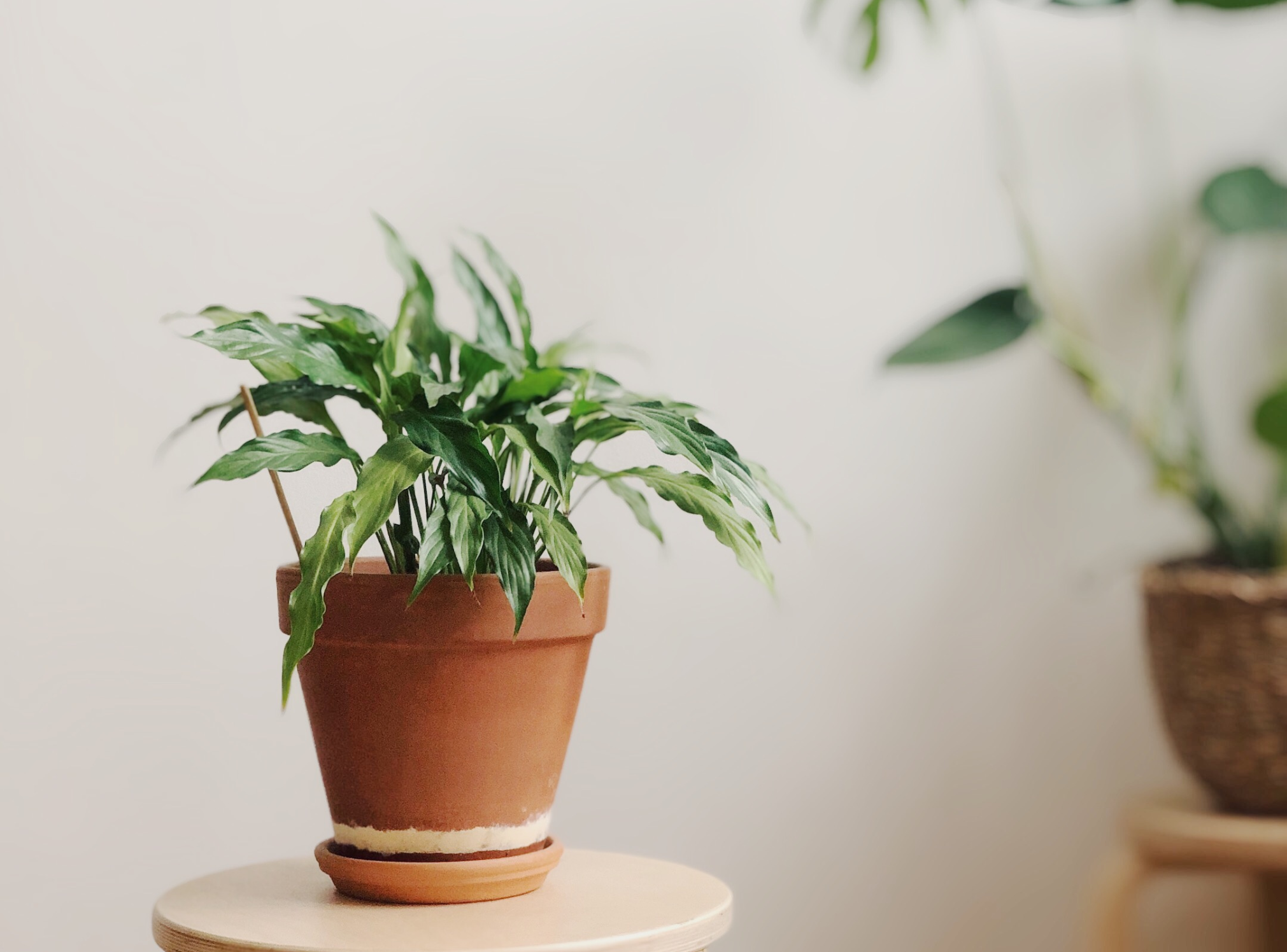 377.png?format=2500w
