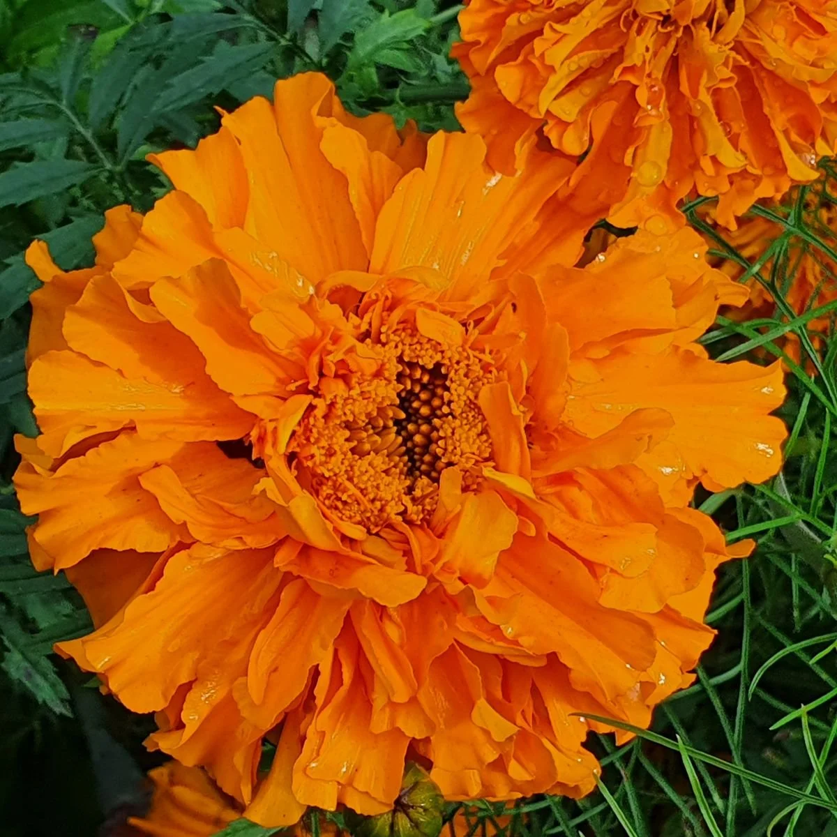orange marigold