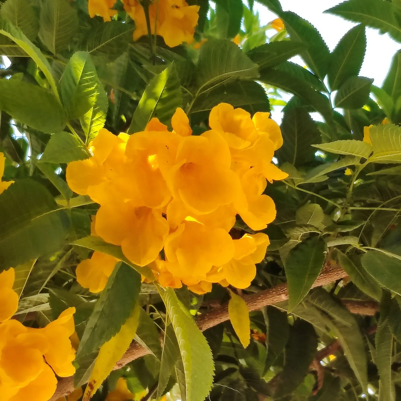 Orange hibiscus flowers
