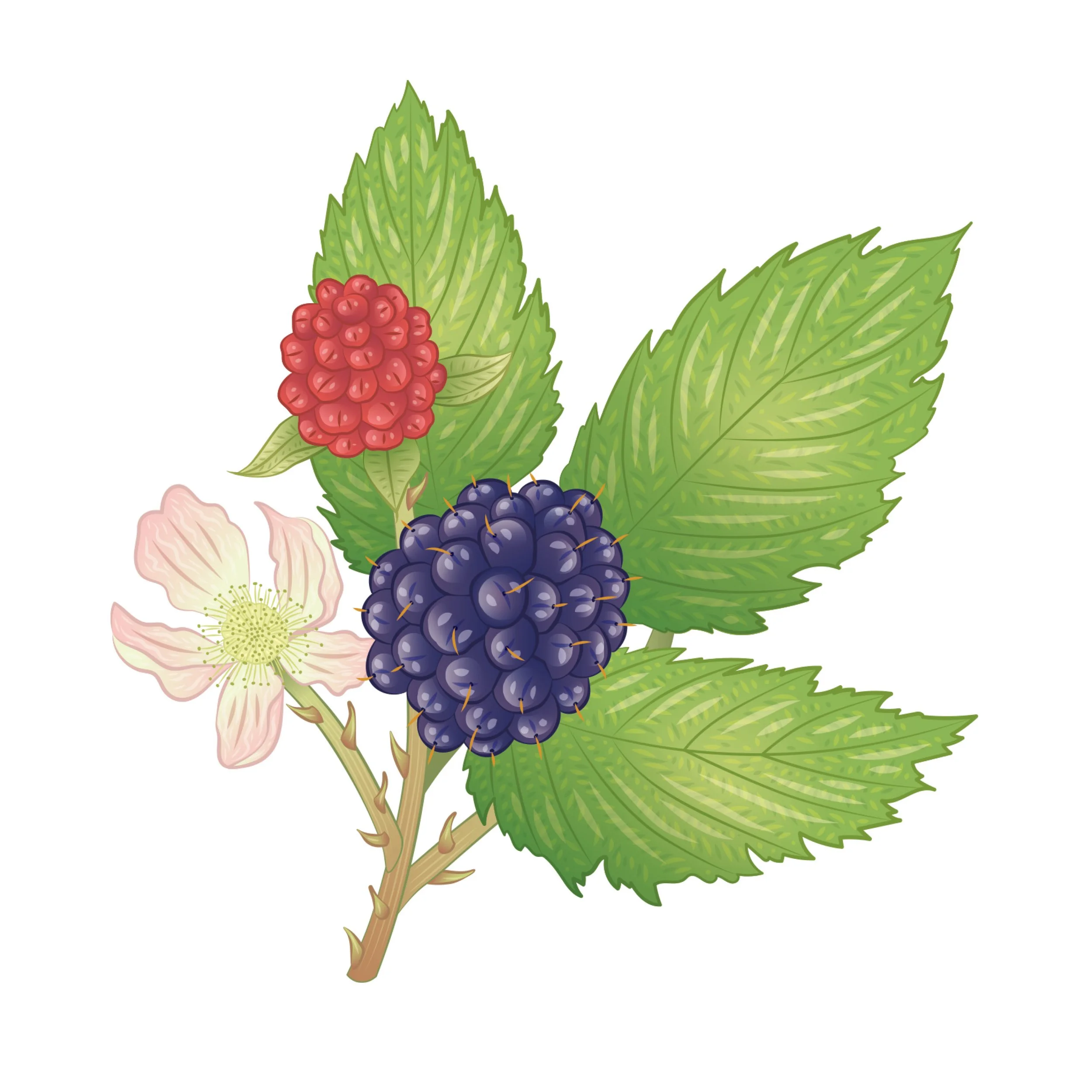 ESB_Biodiversity Interpretive Boards Illustrations_Emily Kouri_Illustration.jpg