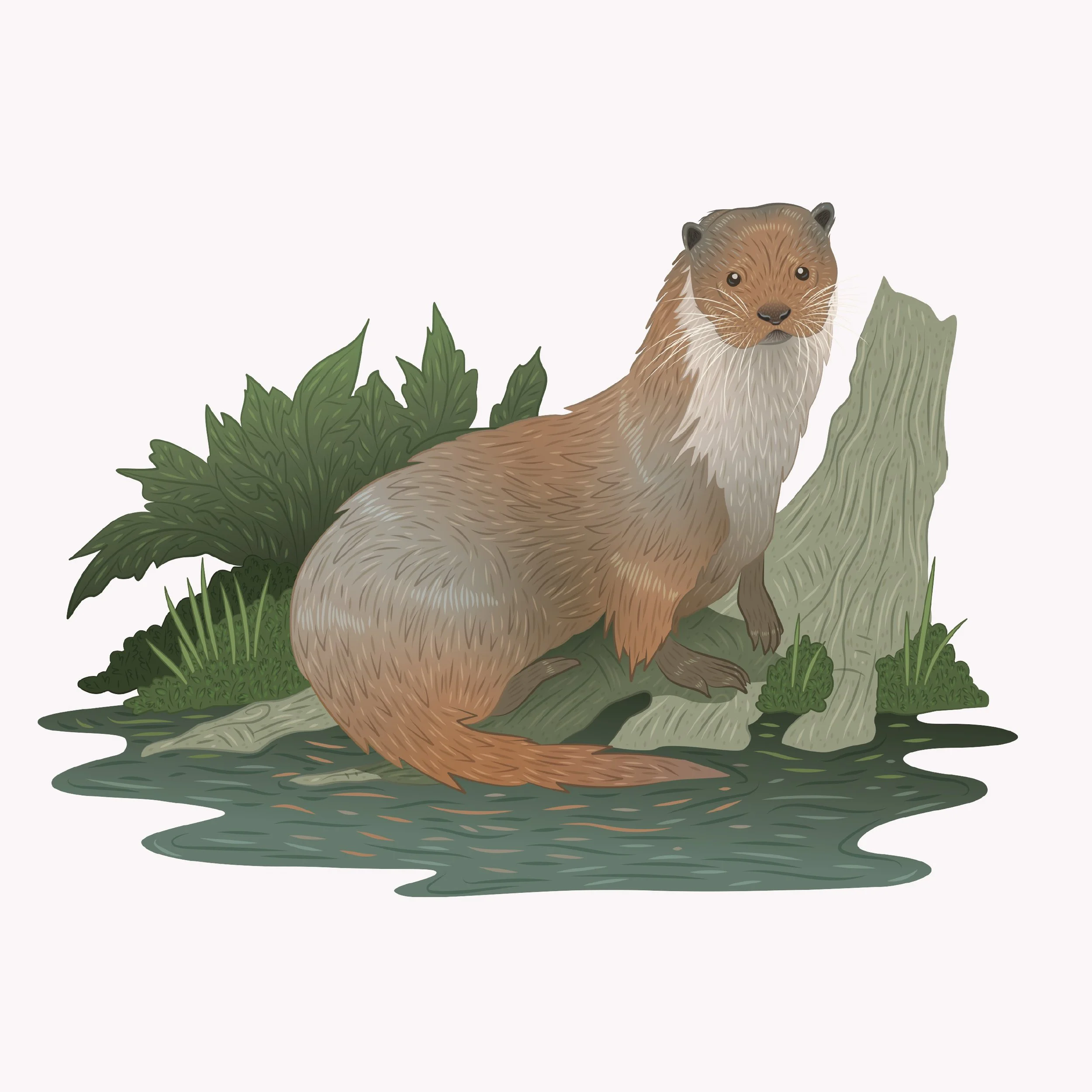 Illustrations for ESB Biodiversity Interpretive Boards