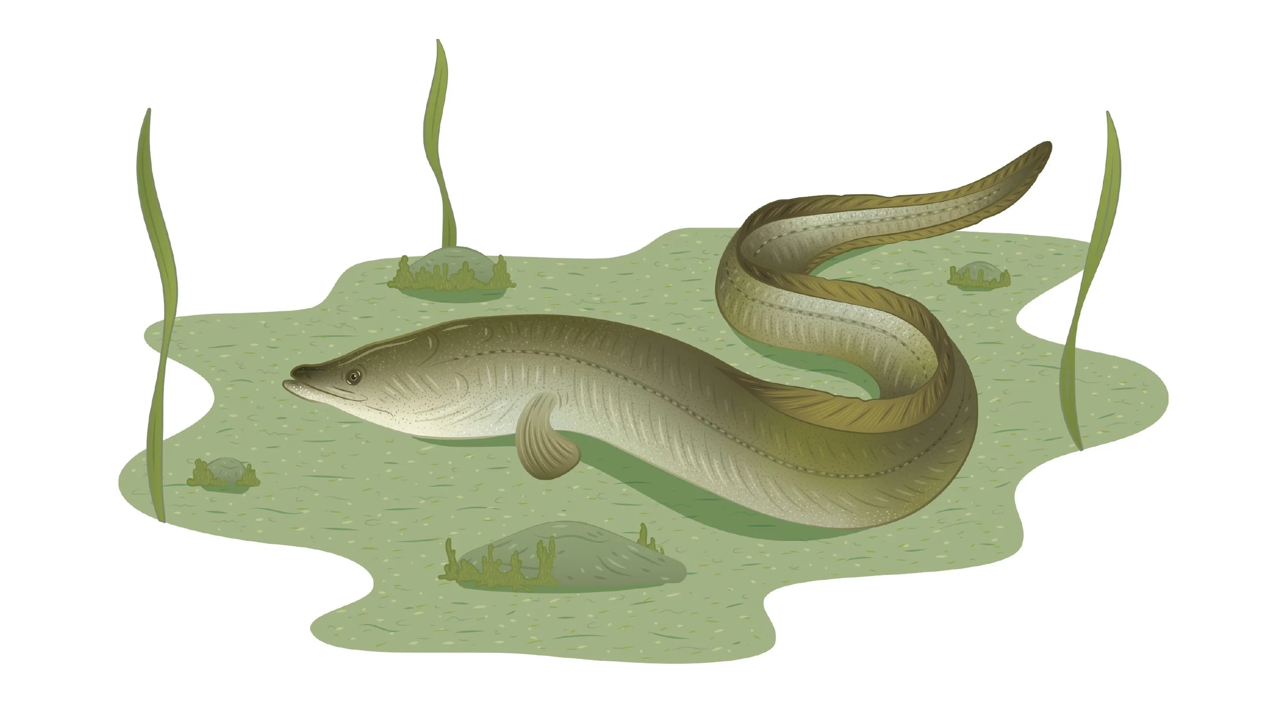 ESB_Biodiversity Interpretive Boards Illustrations_Emily Kouri_Illustration8.jpg