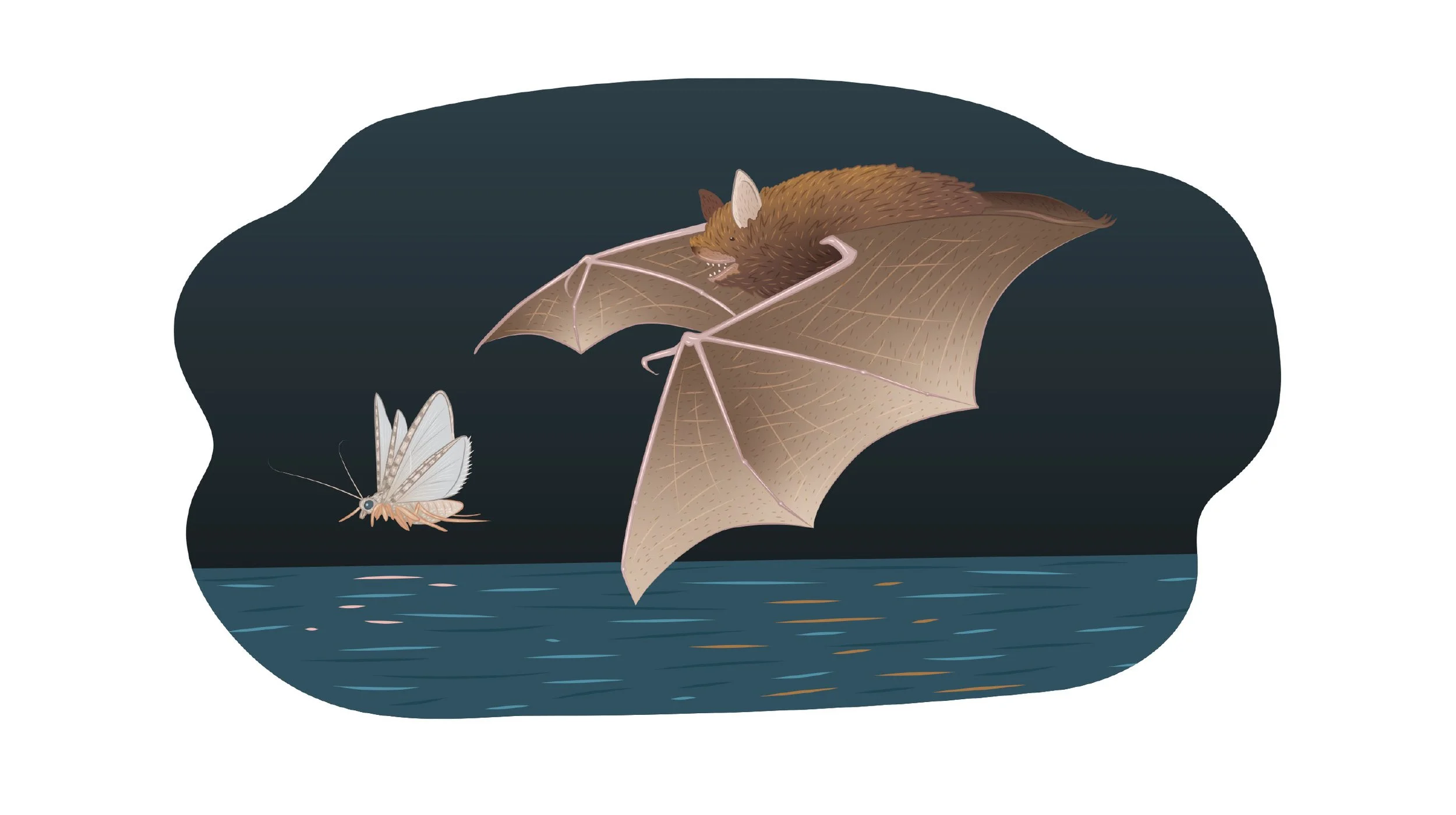 ESB_Biodiversity Interpretive Boards Illustrations_Emily Kouri_Illustration6.jpg