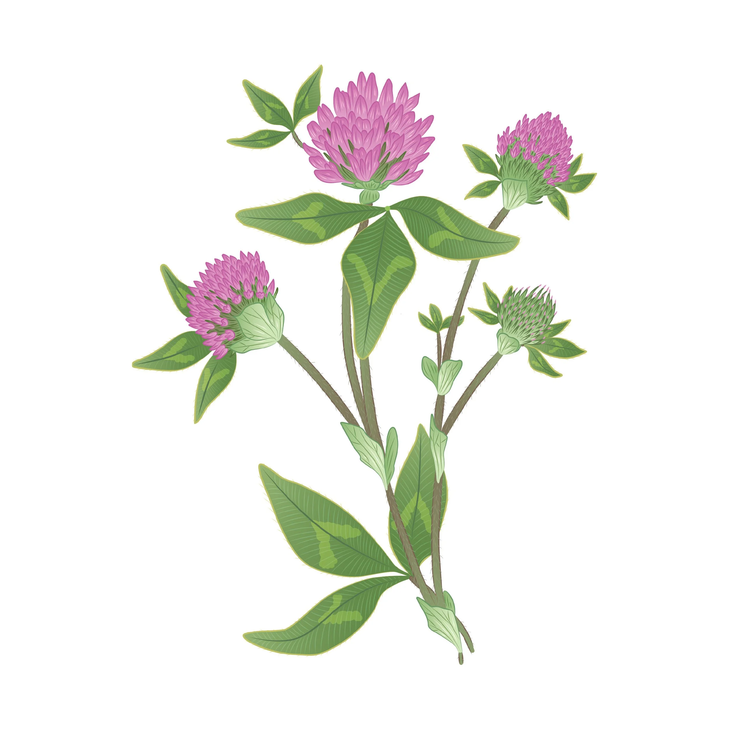 ESB_Biodiversity Interpretive Boards Illustrations_Emily Kouri_Illustration12.jpg