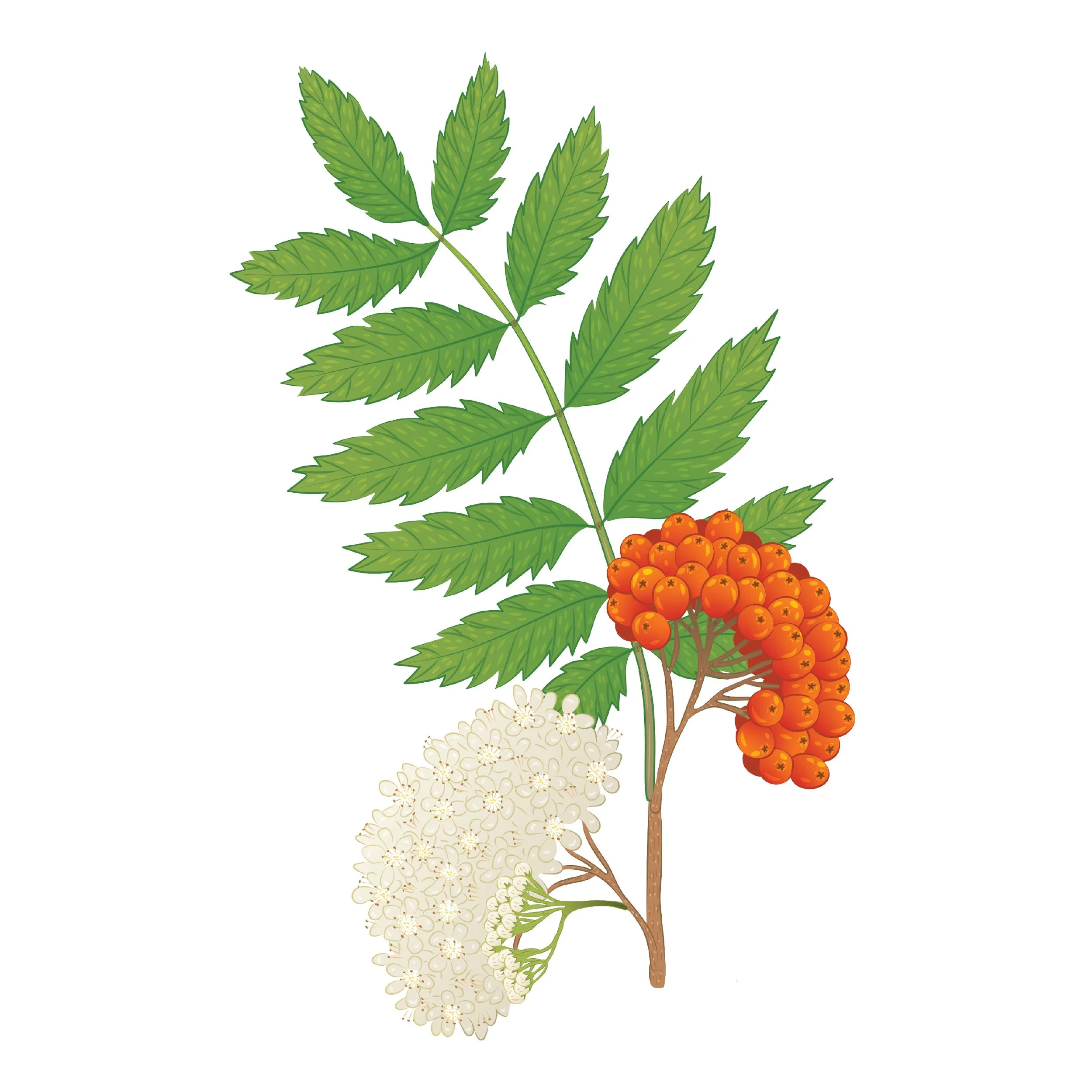 ESB_Biodiversity Interpretive Boards Illustrations_Emily Kouri_Illustration14.jpg