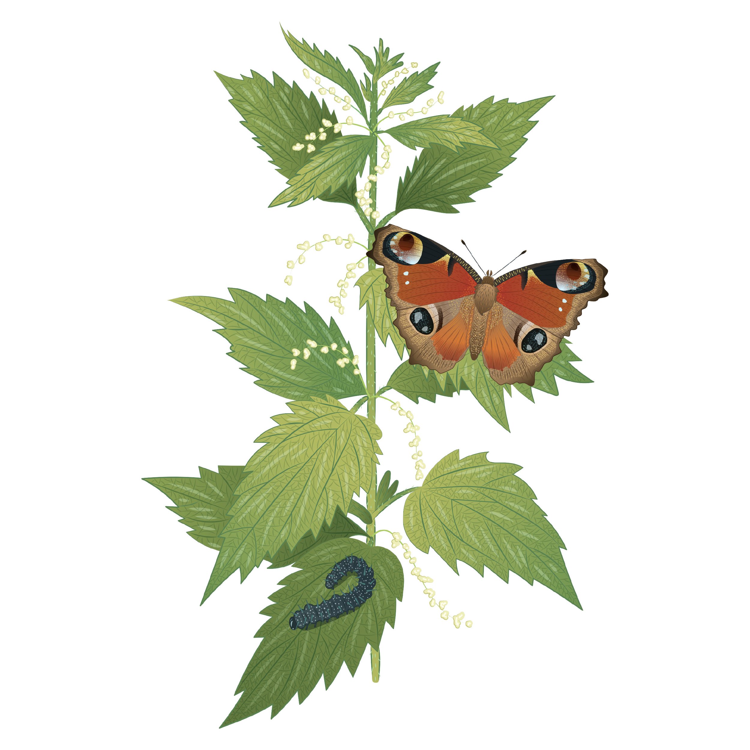 ESB_Biodiversity Interpretive Boards Illustrations_Emily Kouri_Illustration10.jpg