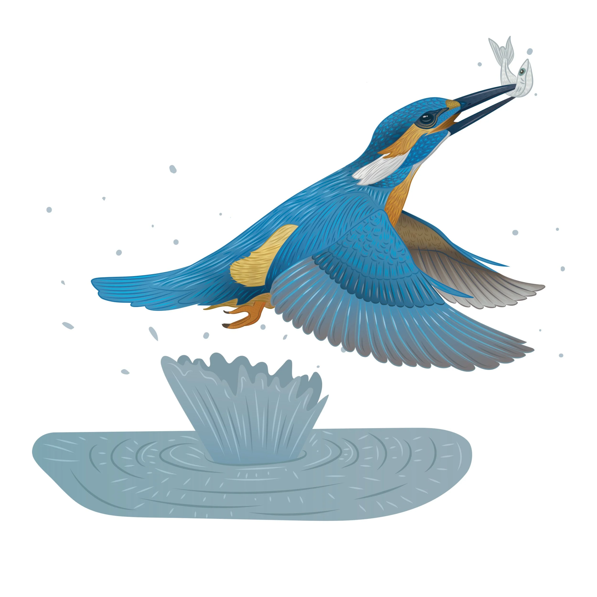 ESB_Biodiversity Interpretive Boards Illustrations_Emily Kouri_Illustration9.jpg