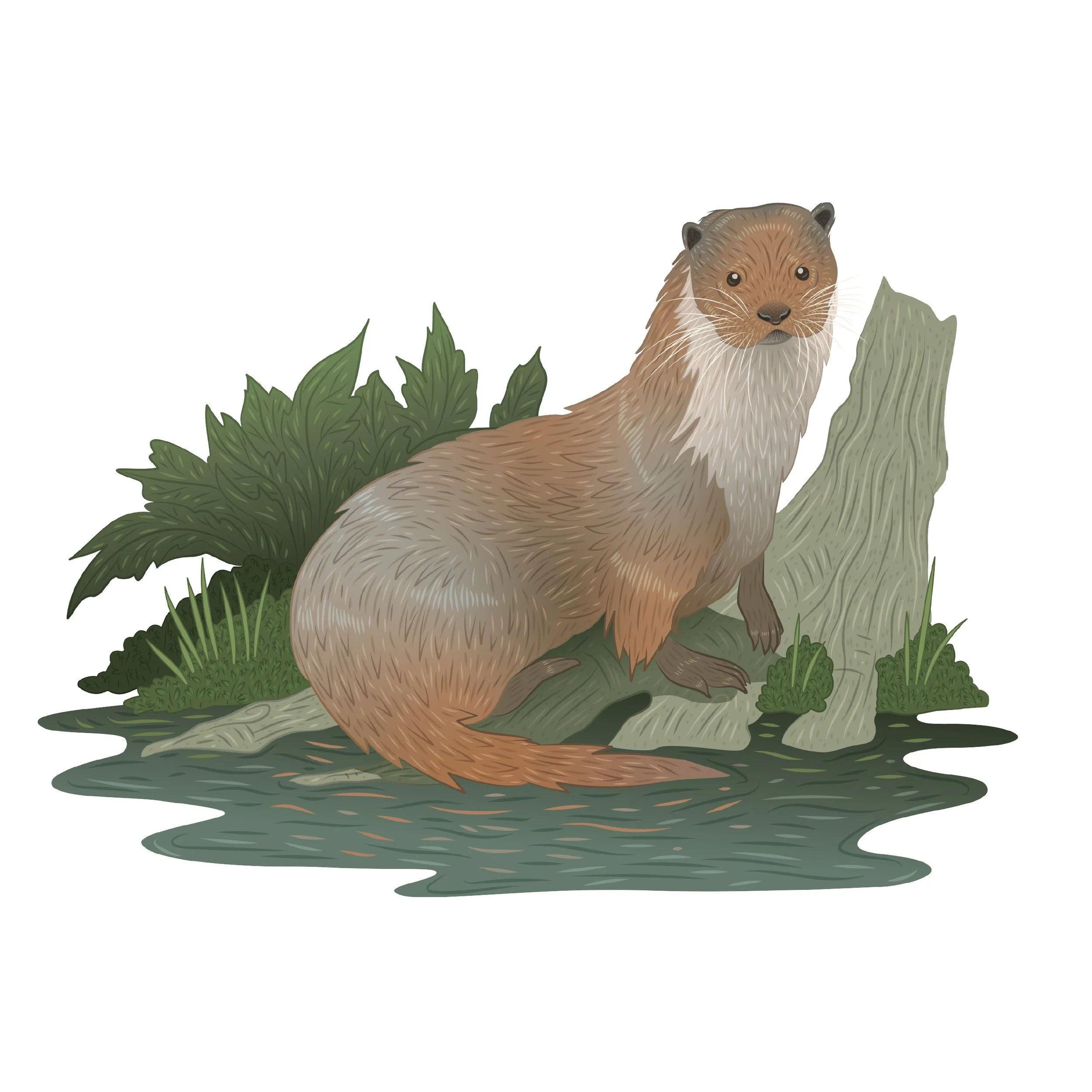  
 Illustrations for ESB Biodiversity Interpretive Boards 
 For ESB, Ireland’s leading energy company, I created highly detailed flora and fauna illustrations and site maps for their visitor power stations at Ardnacrusha and Moneypoint. These illustr