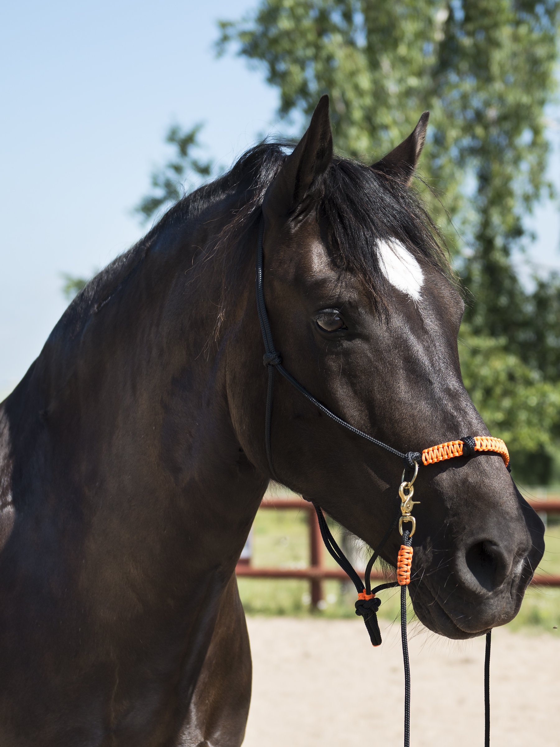 Photography-horse-portrait-christina-bolander.jpg