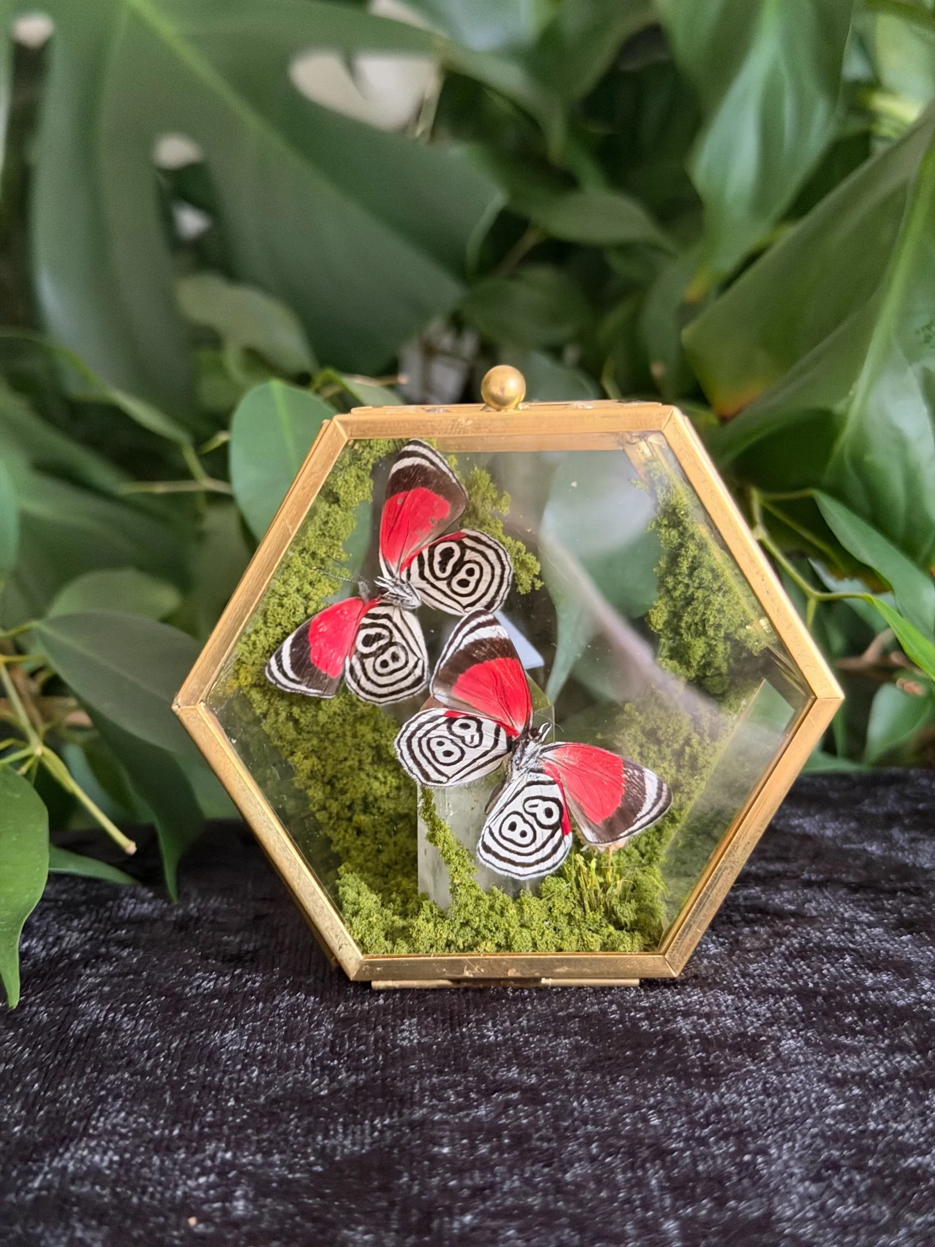 Diaethria Clymena Gold Glass Display