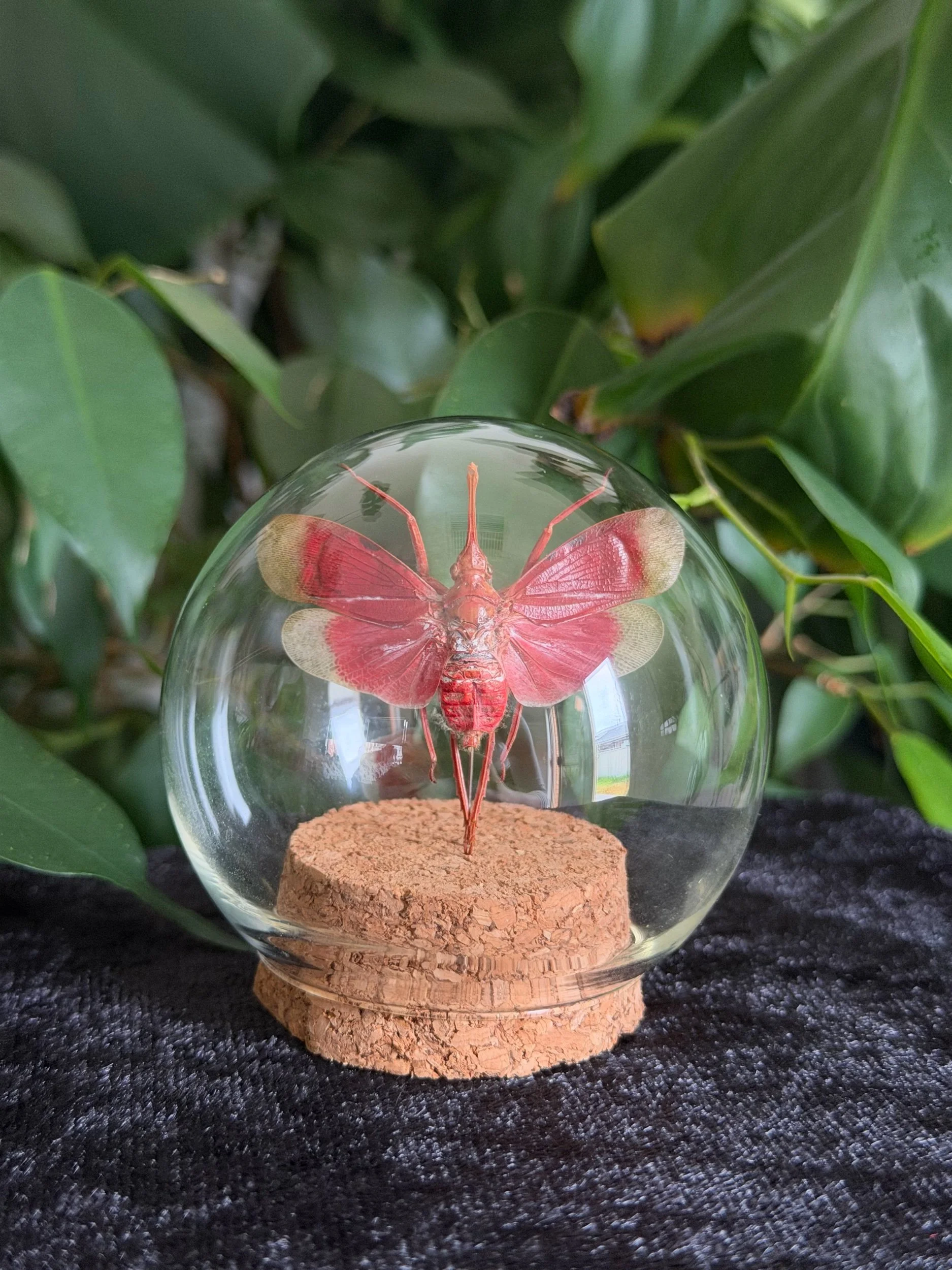 Blood-Red Lantern Fly (Pyrops Hamdjahi) Glass Dome