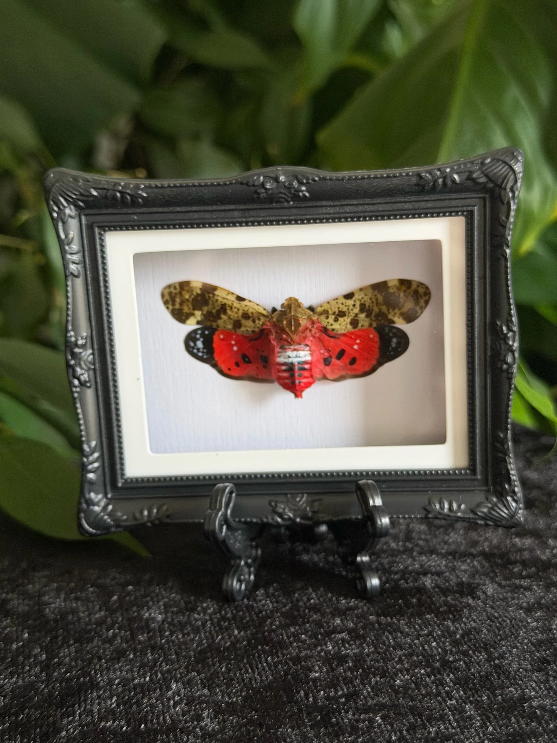 Penthicodes Atomaria Lanternfly Mini Frame