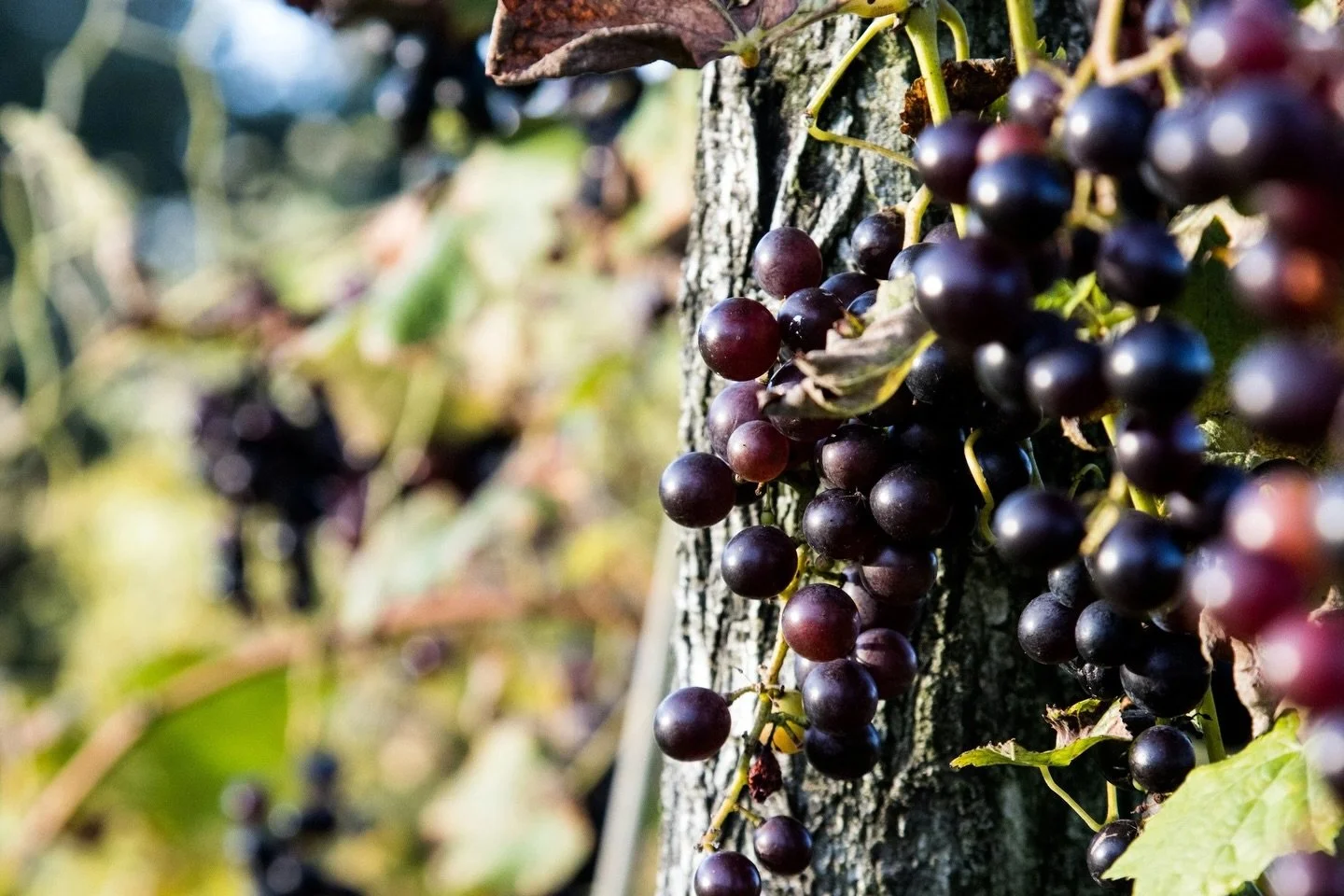 INSIDE THE BOTTLE. 19/02: Syrah: the dark, spicy, and sensual grape from southern France. It works very well in blends and also shines on its own. What&rsquo;s more, it turns out that it adapts really well to Spain. This month, to celebrate Internati