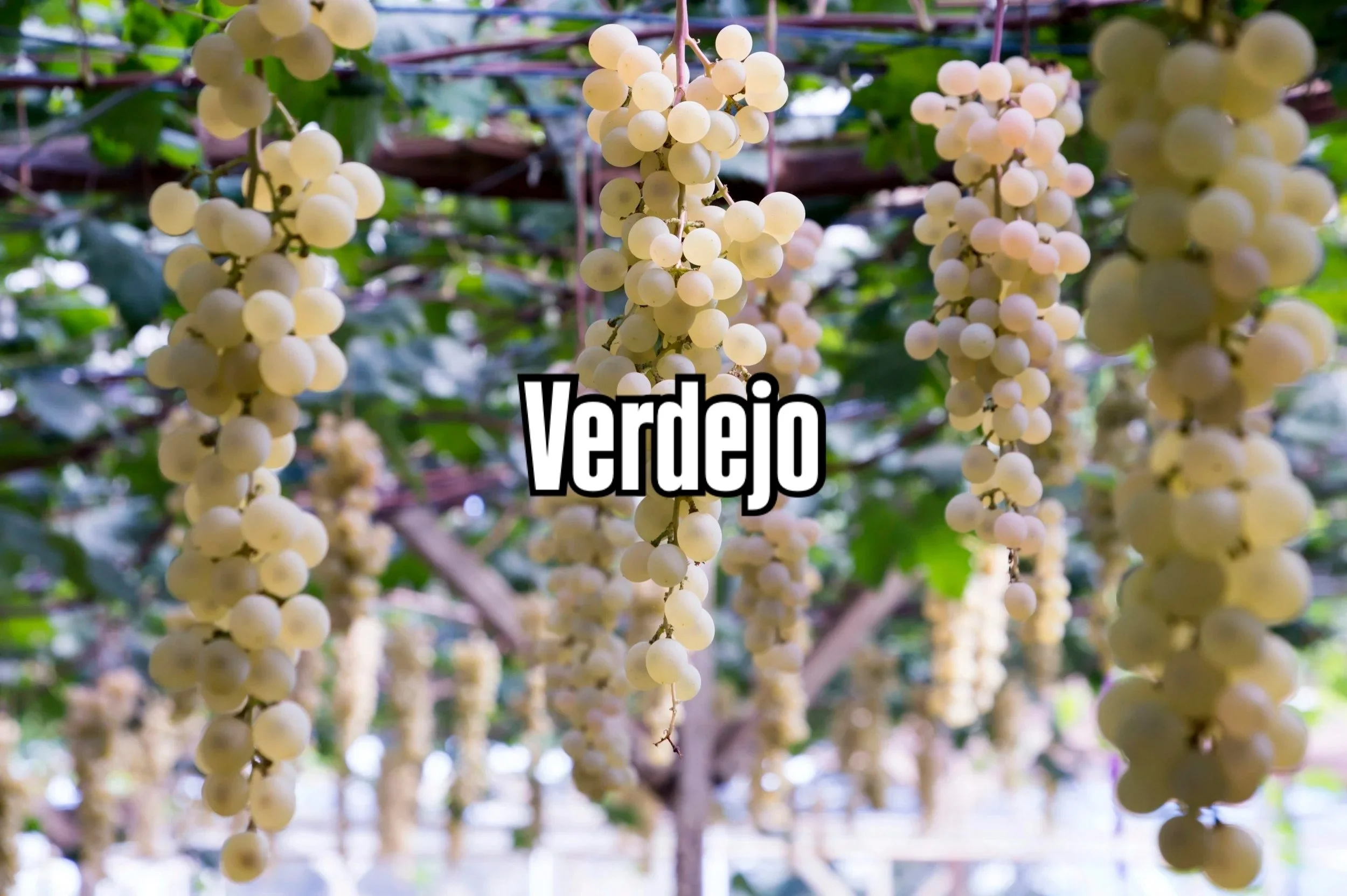 Inside the Bottle. Thursday 8pm. A deep dive into Spain&rsquo;s most important white grape: VERDEJO! There are still spots. // Inside the Bottle. Jueves a las 20:00 h. Un recorrido en profundidad por la uva blanca m&aacute;s importante de Espa&ntilde