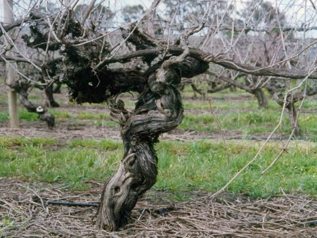 INSIDE THE BOTTLE: VIÑAS VIEJAS: ¿DE VERDAD IMPORTA LA EDAD?