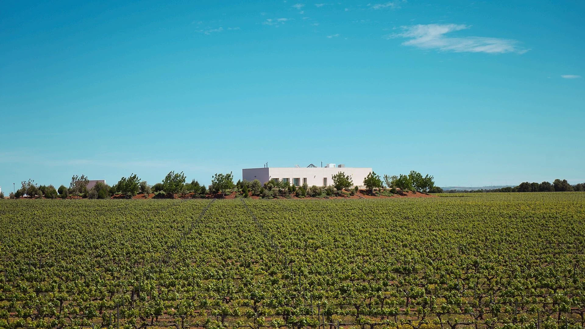 Inside the Bottle: Cata con Bodegas Carrascas