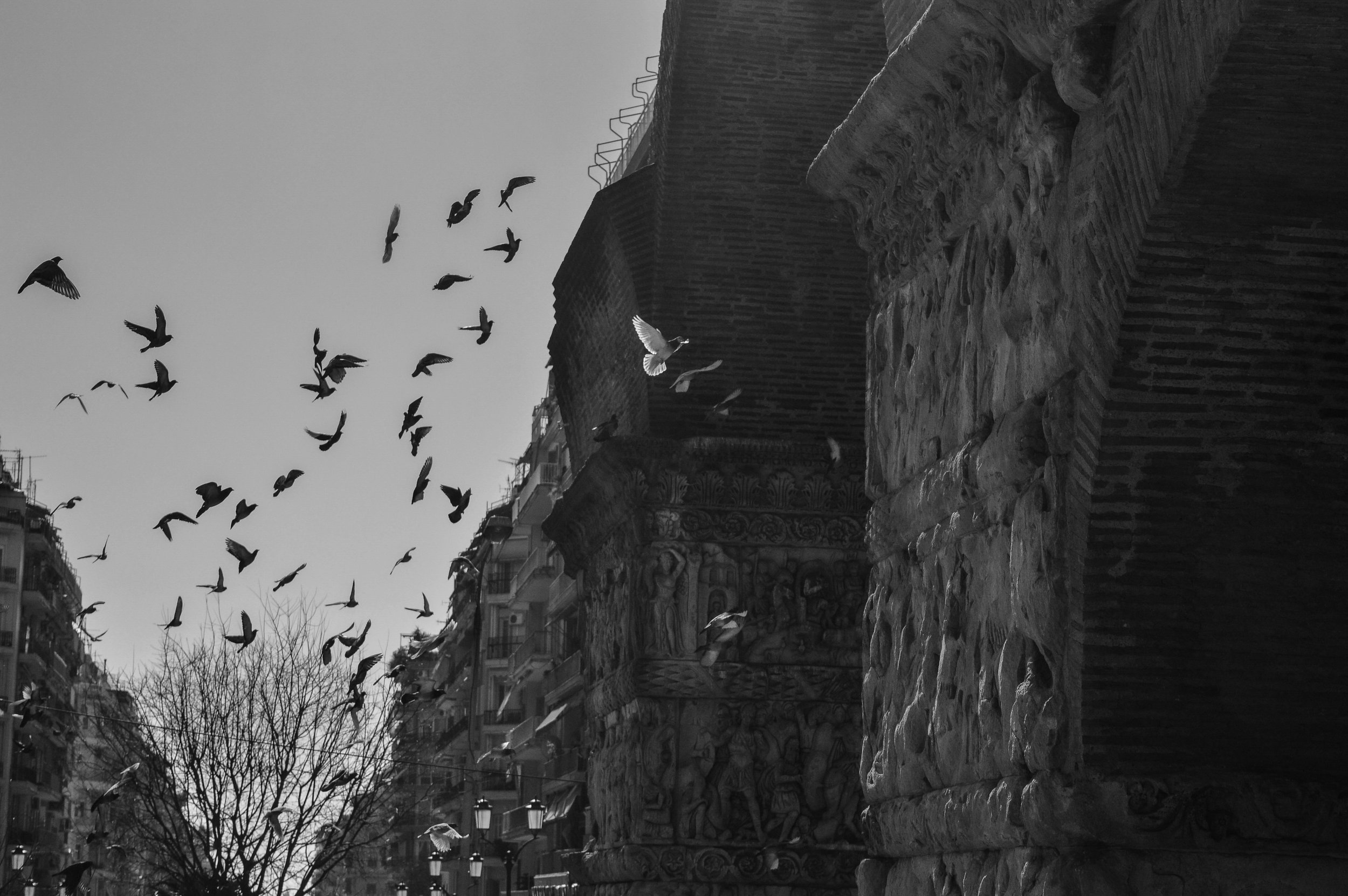 birds_photography_artemis_tsakiri.jpg