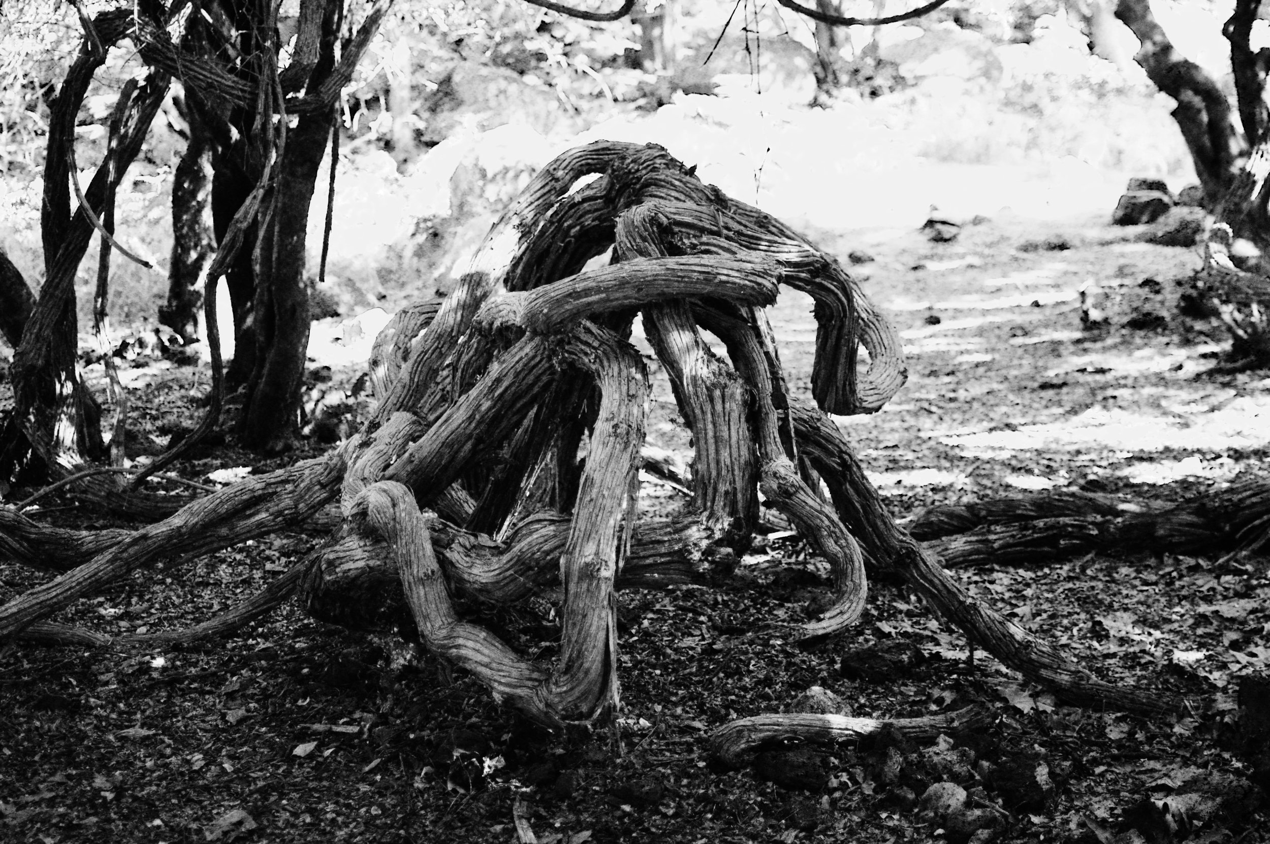 trees_photography_artemis_tsakirijpg.jpg