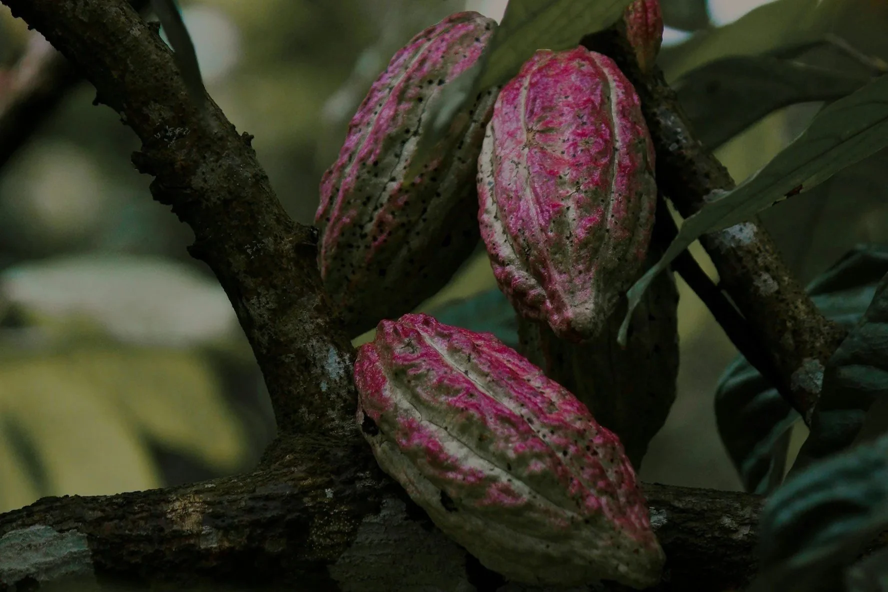 Cacao: Is It Worth The Hype?