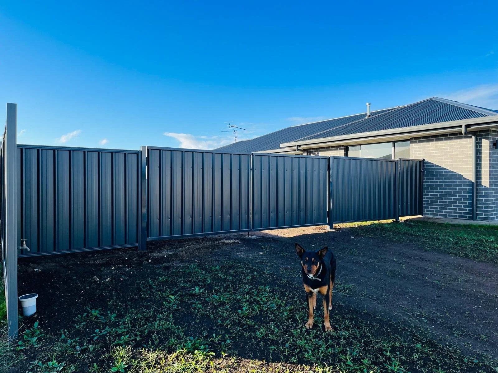 A black and tan dog standing in a backyard with a blue metal fence, a brick house with a metal roof, and a clear blue sky.