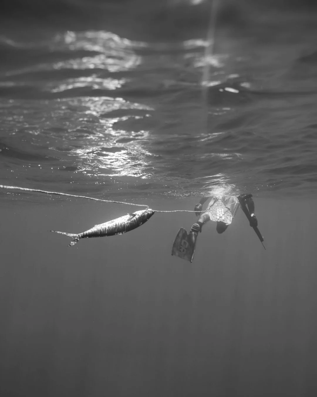 Offshore days mean bigger opportunities.⁠
Wahoo, mahi-mahi, yellowfin&hellip; the kind of fish that make every drop worth it.⁠
⁠
In our spearfishing open tours, every drift is about clean technique, legal harvest, and the thrill of hunting pelagics t