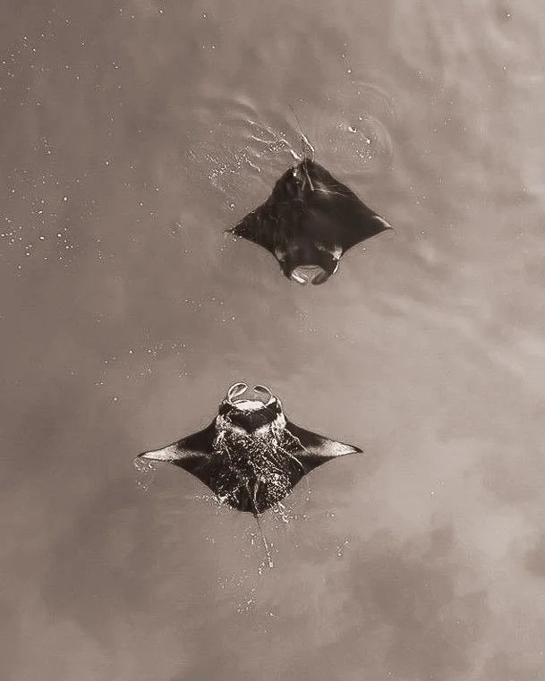 Manta rays aren&rsquo;t something you chase.⁠
⁠
They appear quietly, glide past, and disappear just as smoothly.⁠
With wingspans that can reach several meters, they move through open water feeding gently on plankton, no aggression, no urgency, just p